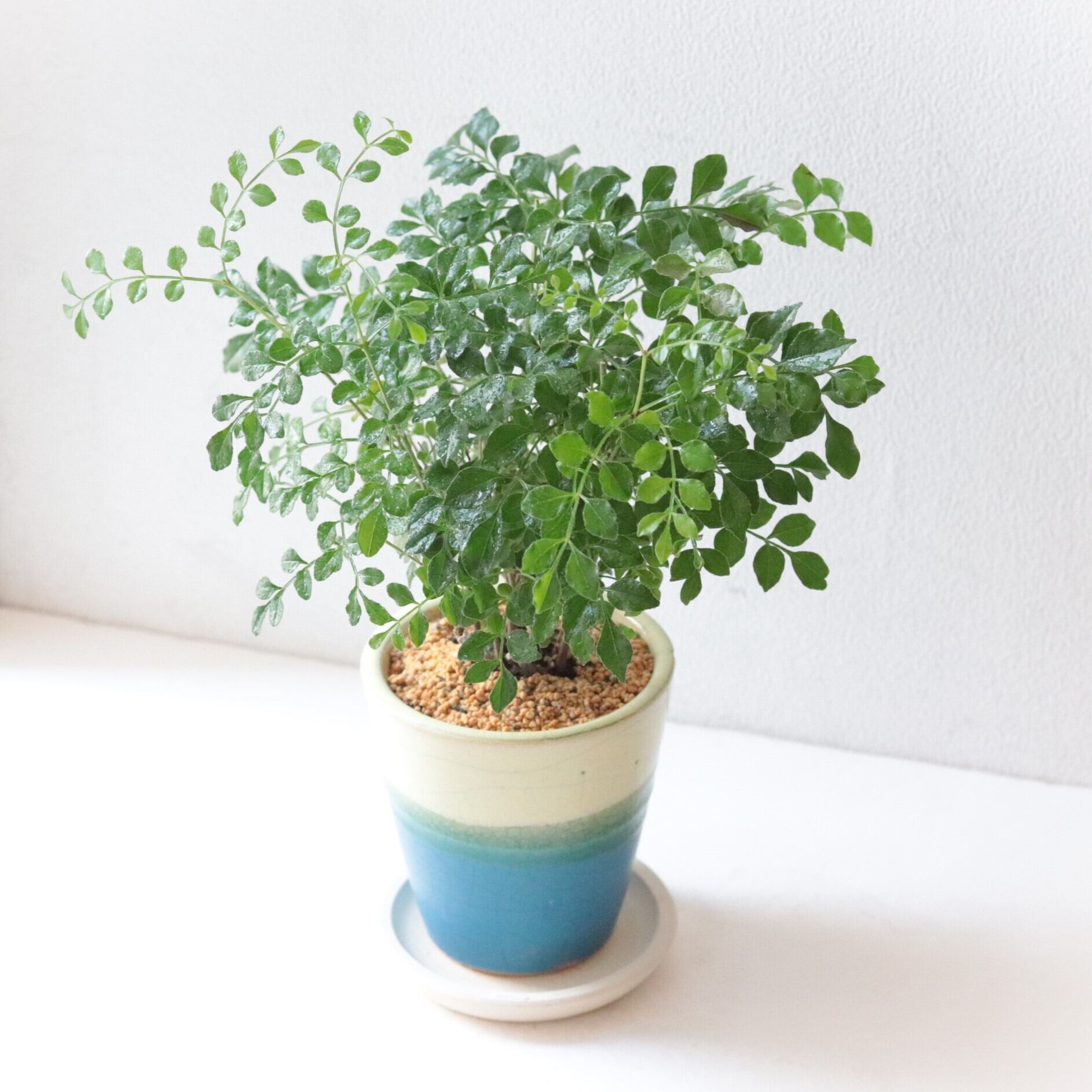 グリーン】シマトネリコ | ジーフラットインテリアショップ | online shop