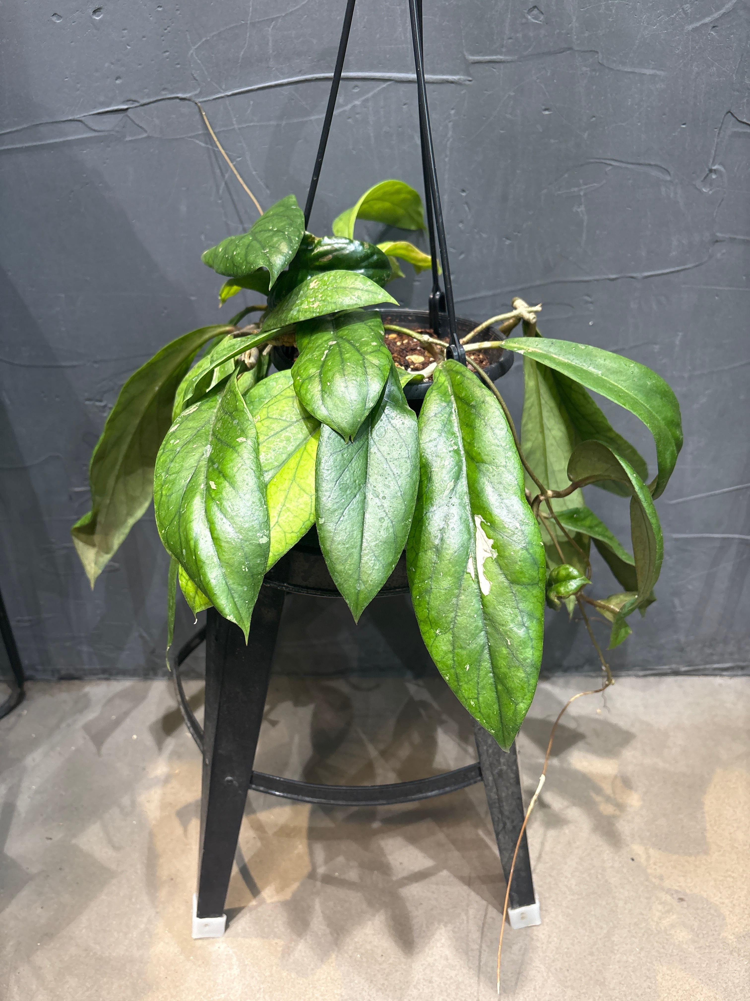 A ホヤ マチルダ バリエガータ | MIDORIYA 観葉植物専門店