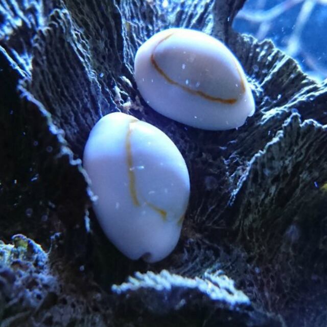 ハナビラダカラガイ | aquastudio