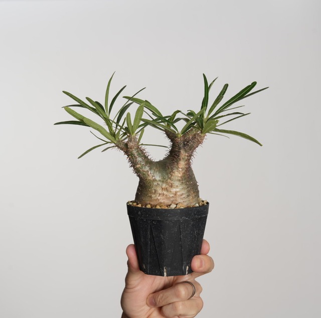 パキポディウム グラキリス no.12〈発根済み〉