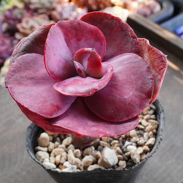 お正月SALE！　斑入り【フリルスヨン錦】エケベリア　韓国多肉