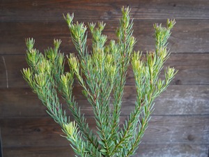 【現物】リューカデンドロン　”Strawberry Fair”　A