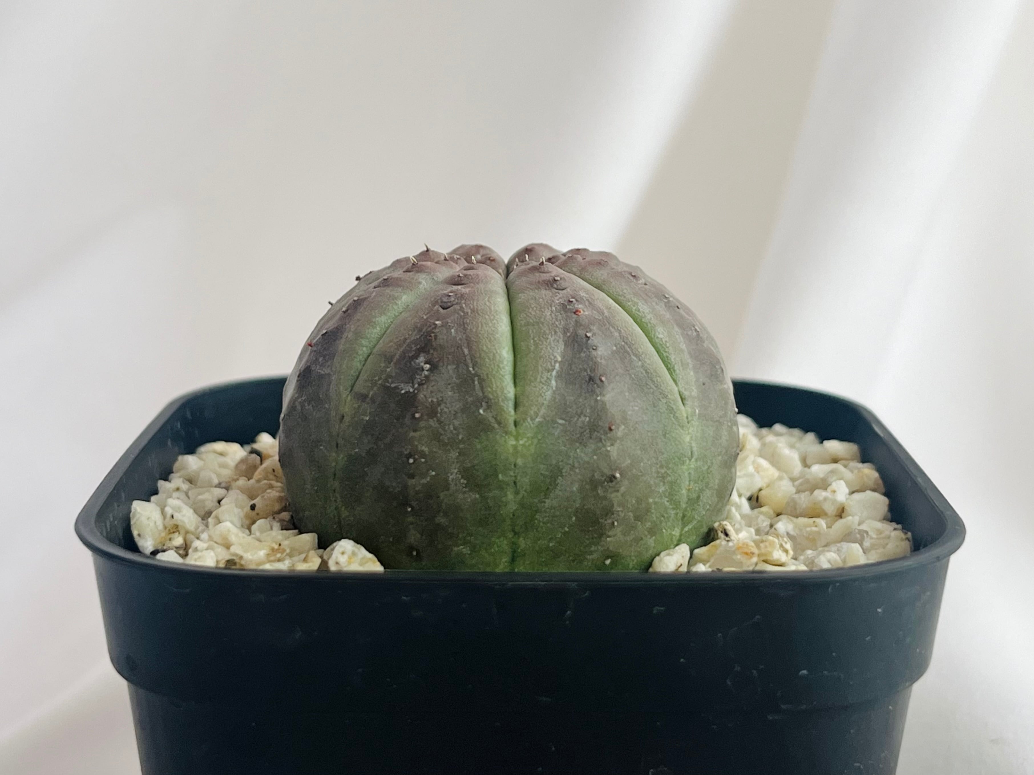 Succulent 多肉植物 | plants MARU ーサボテン・多肉植物のお店ー
