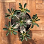 Euphorbia guillauminiana【ユーフォルビア・ギラウミニアナ】