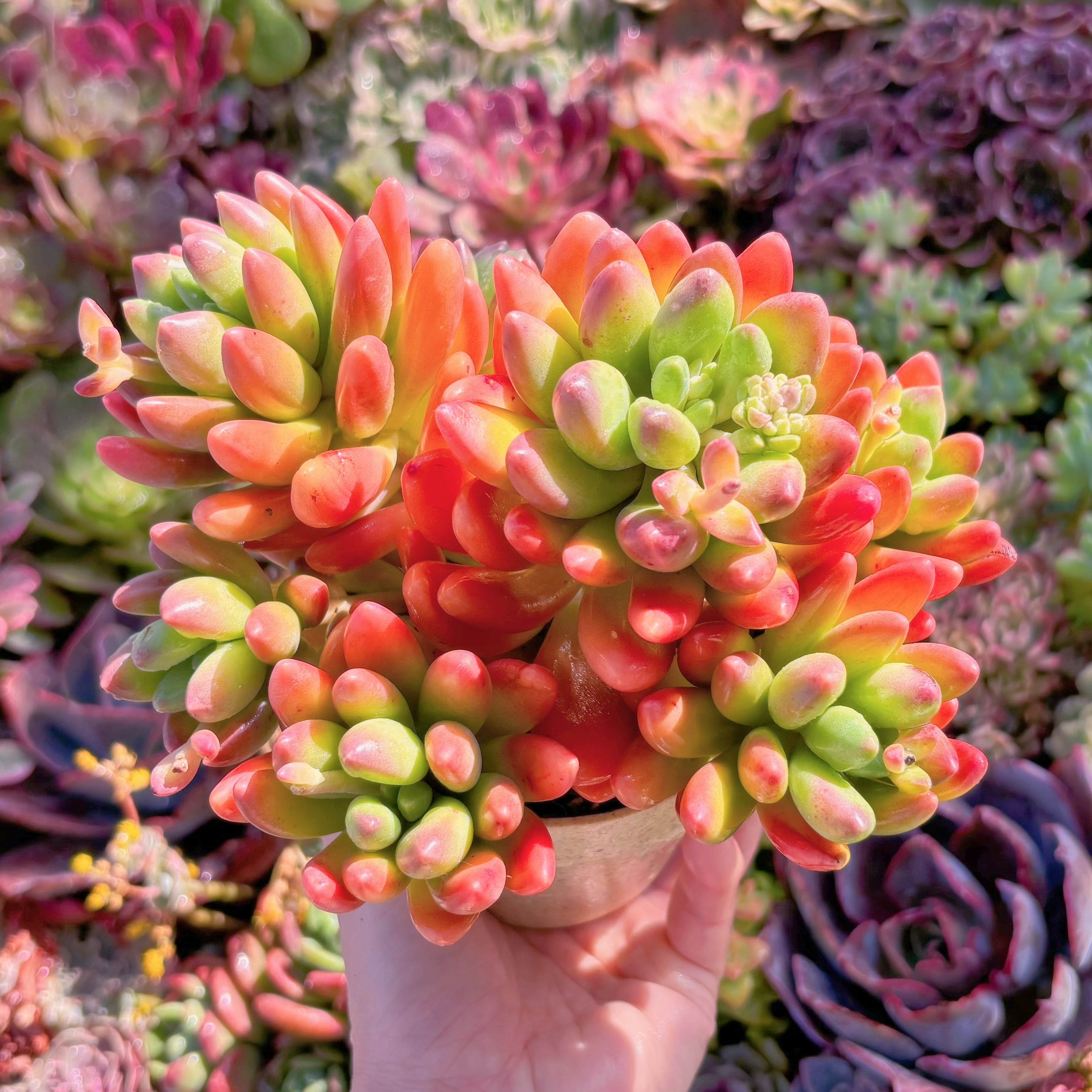 現品　マンゴーミルク#M027　大群生　美苗　希少　新入荷　るる農園