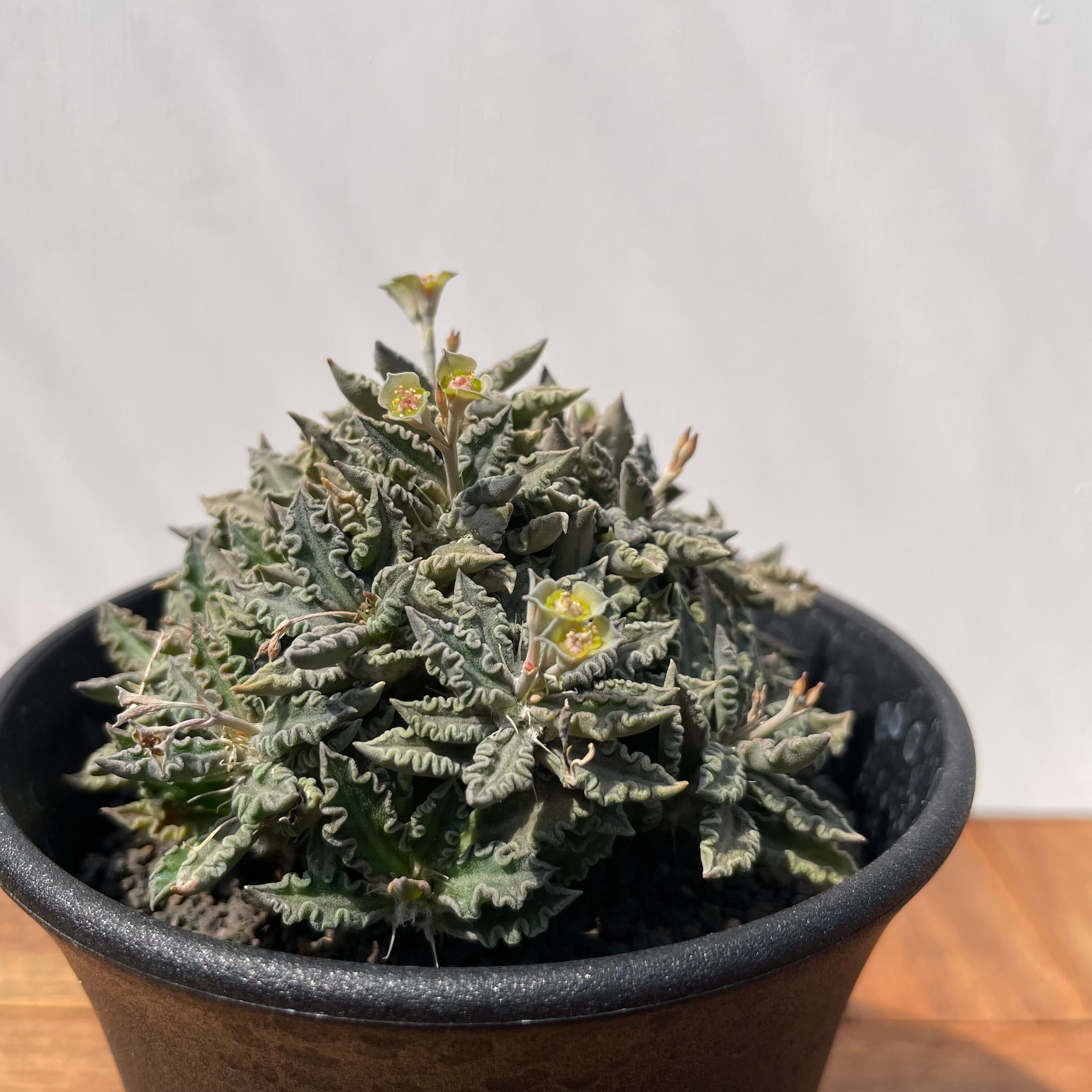 Euphorbia tulearensis【ユーフォルビア・トゥレアレンシス】 | RIMO'S