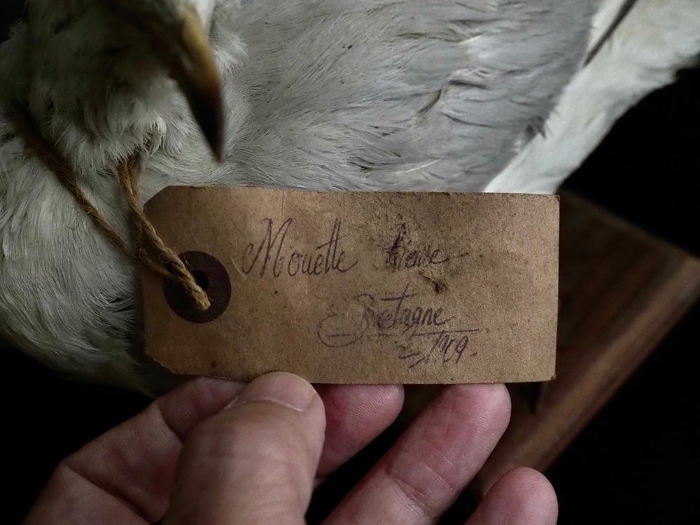 鳥の剥製 Mouette Ⅰ | antique Salon