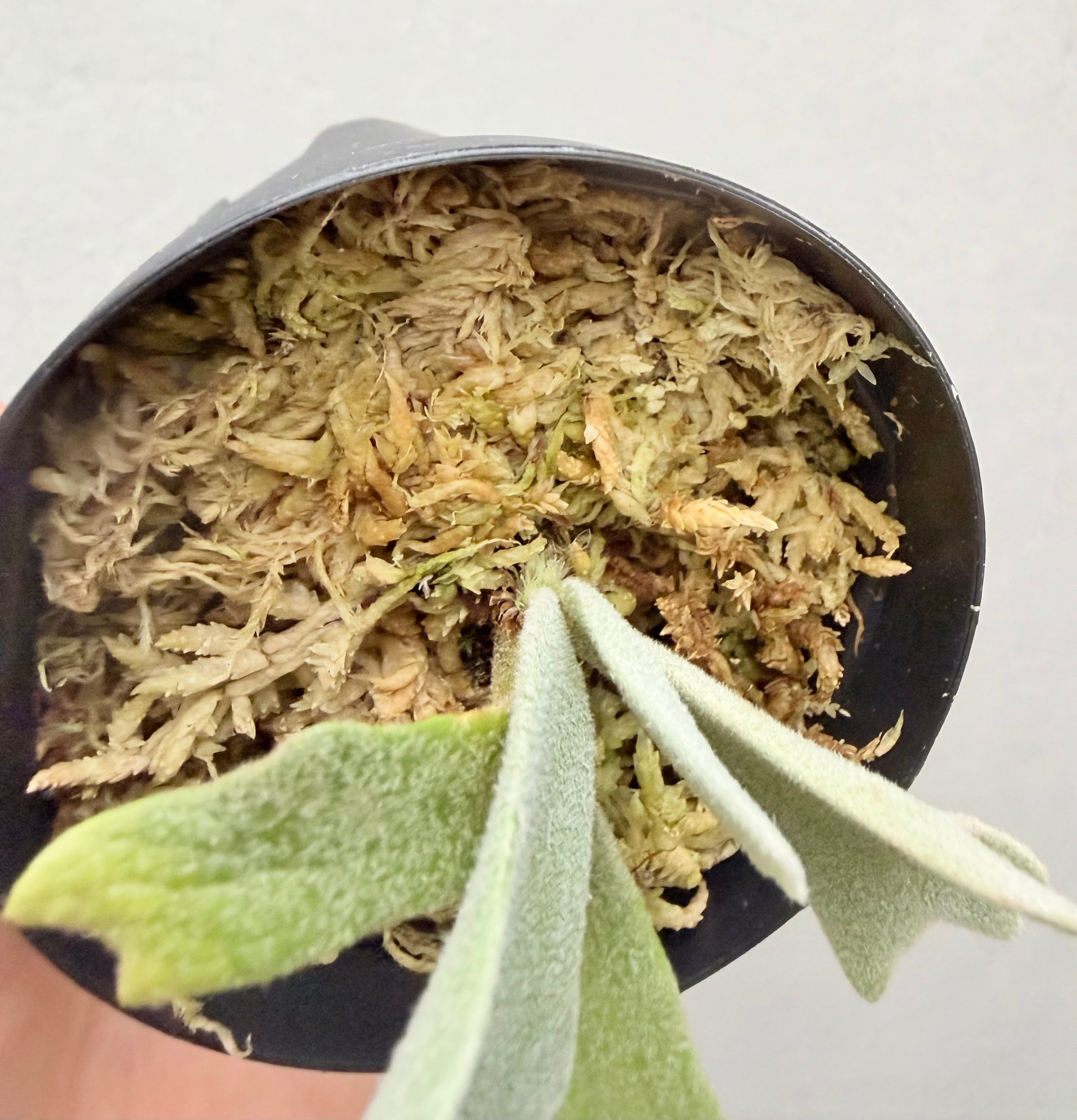 c) P. willinckii 'Frosty Maiden' spore grown ③ビカクシダ