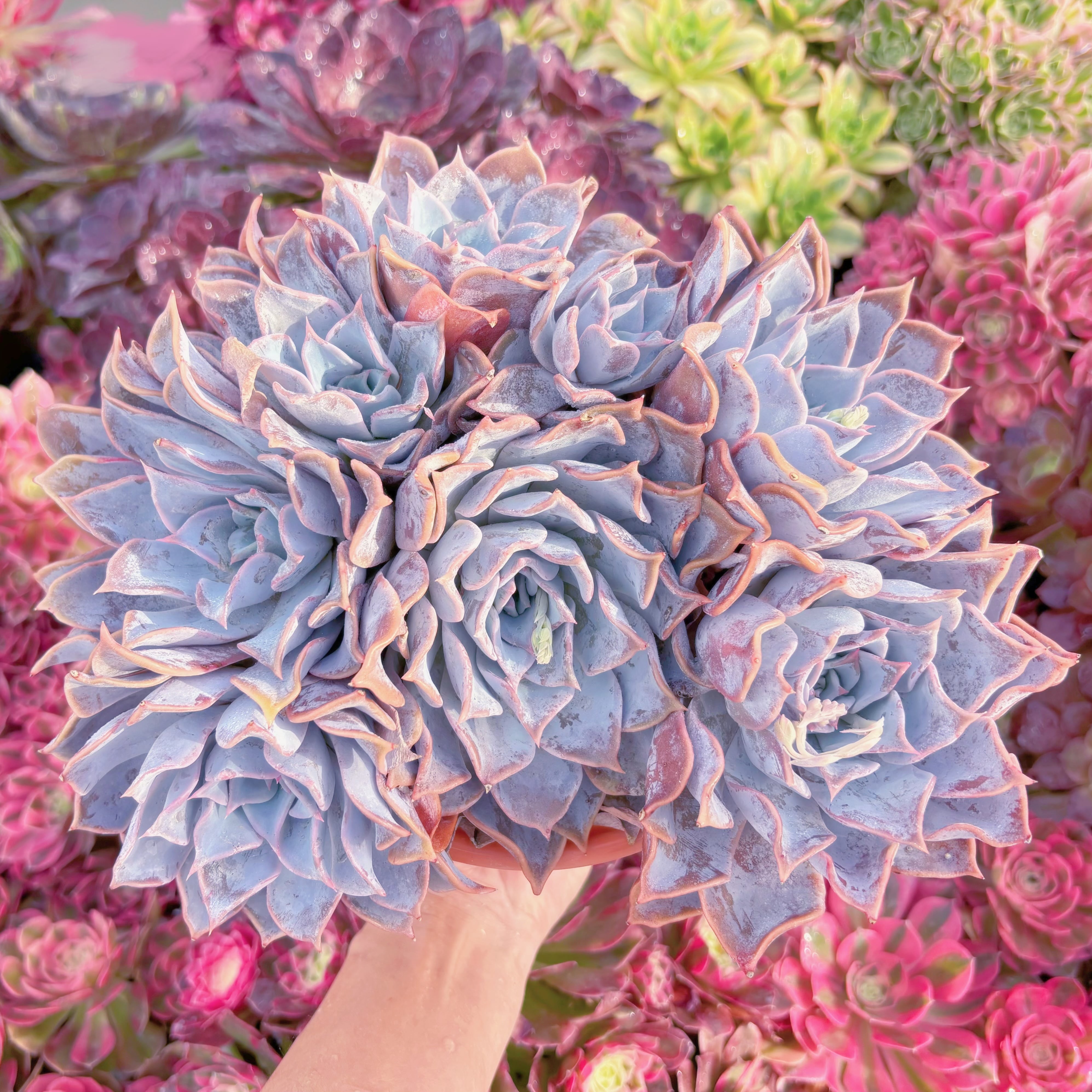 現品　Echeveria 'Lucila'#C57　特大群生　新入荷　るる農園