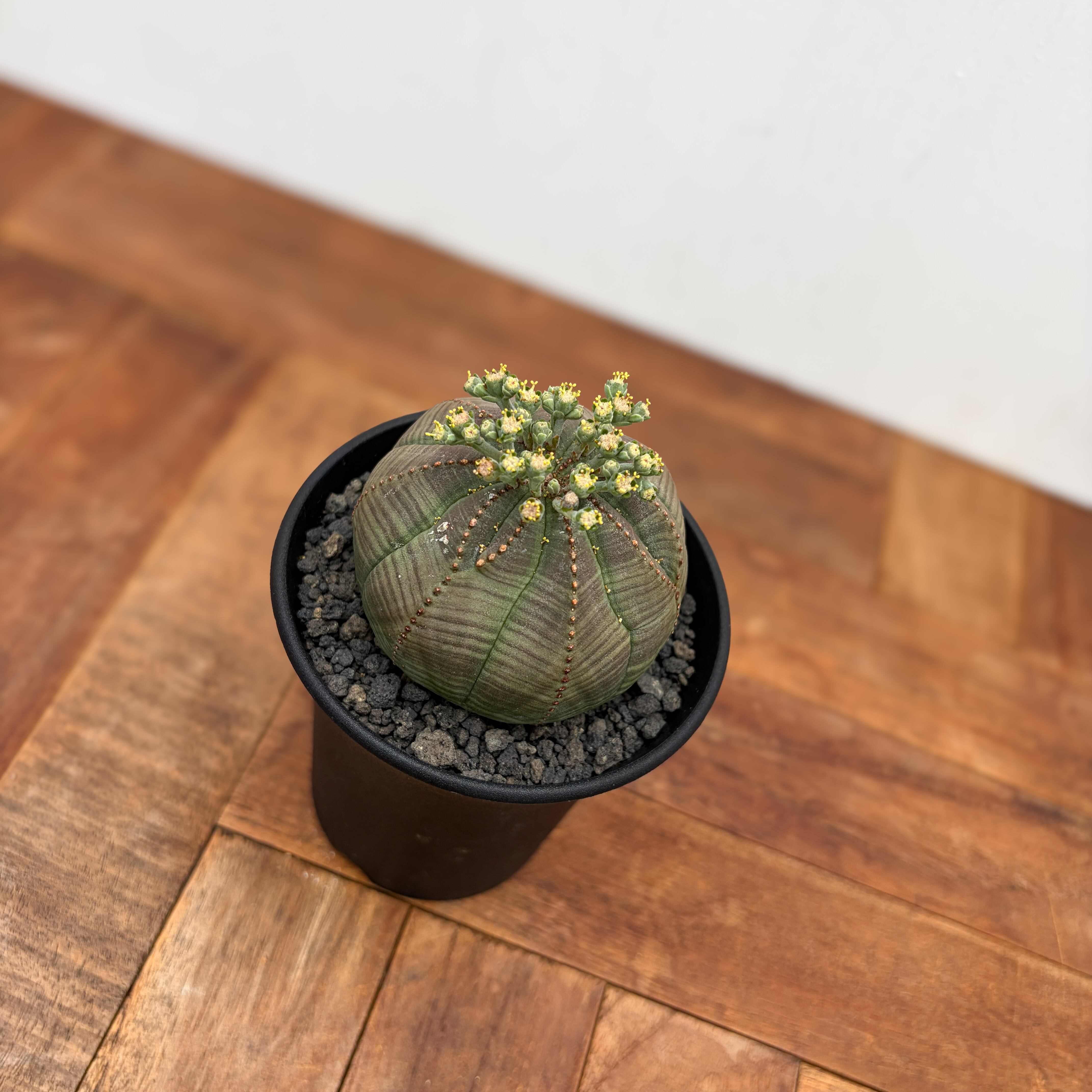 Euphorbia obesa【ユーフォルビア・オベサ・実生】 | RIMO'S GREEN