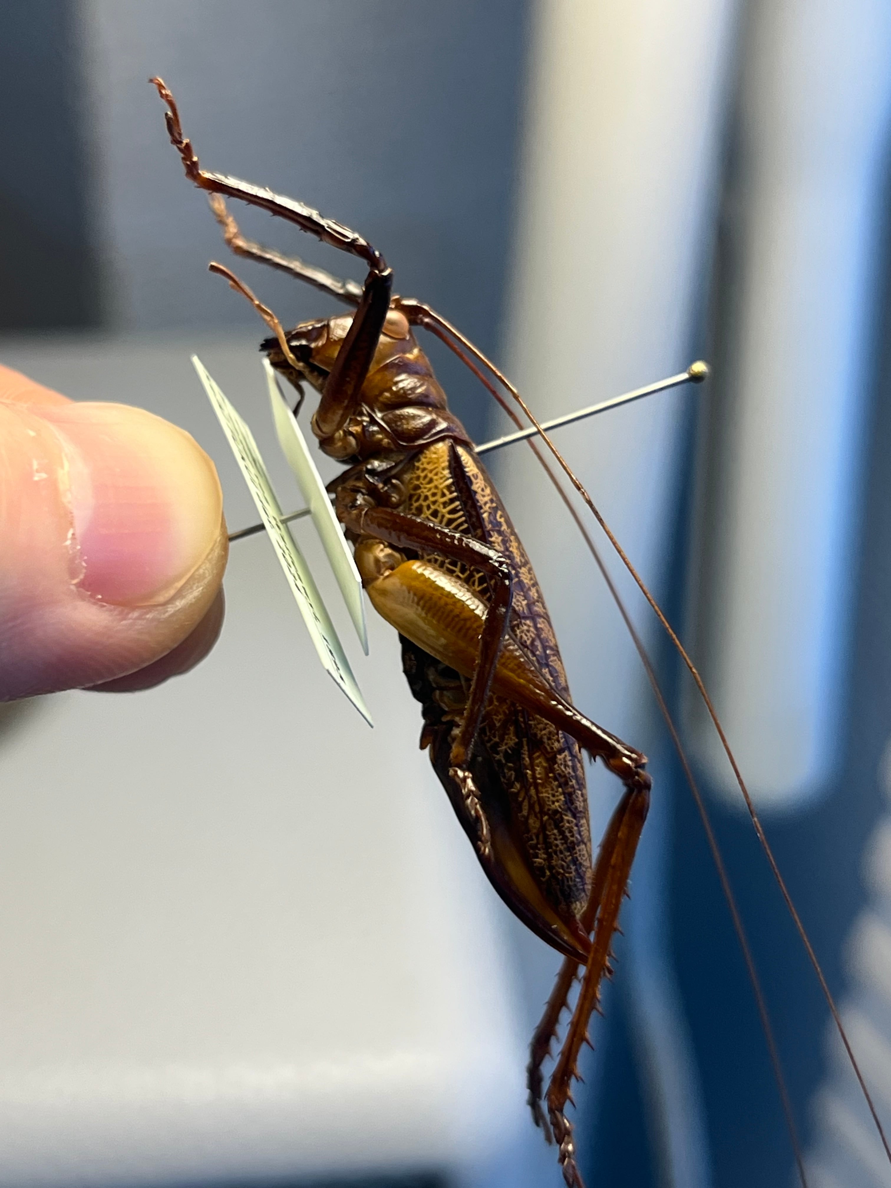 極美展足】クワガタキリギリス 化け物キリギリス 昆虫標本 ウェタ