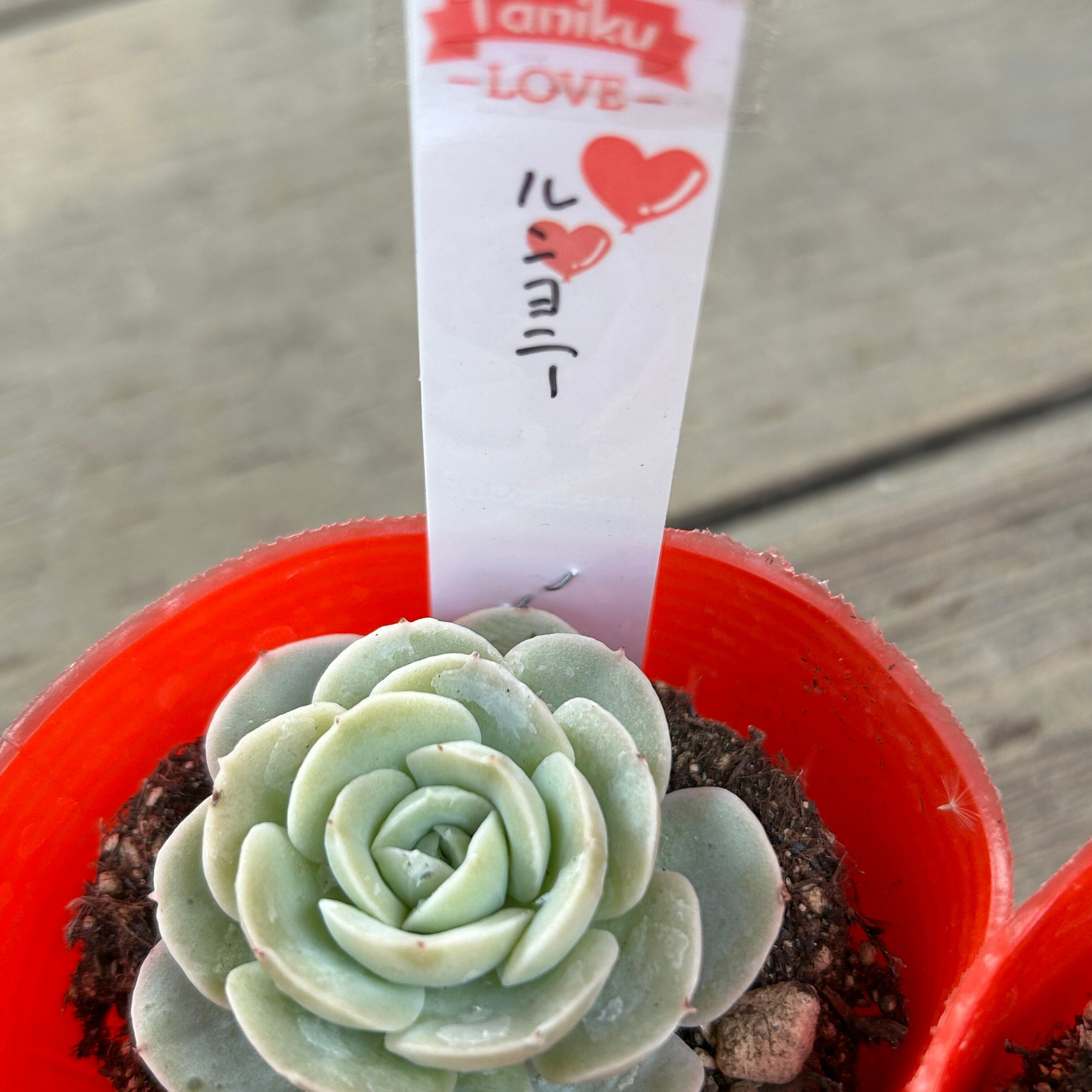 ルンヨニー | RuPo 多肉植物専門店