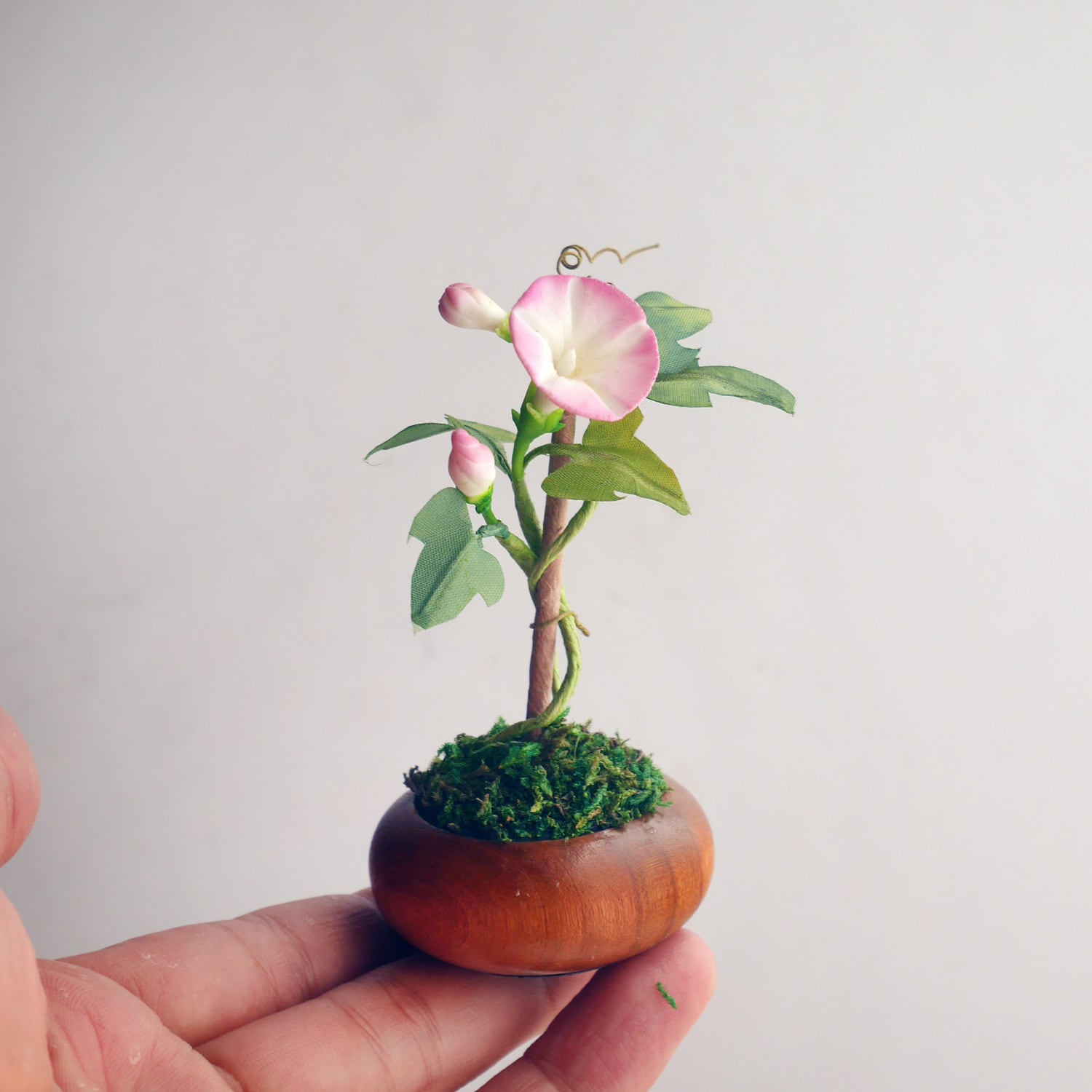 あめつち工房　豆盆栽　朝顔　金魚 工房あめつち 豆盆栽 あめつち工房 豆盆栽 朝顔 金魚 工房あめ