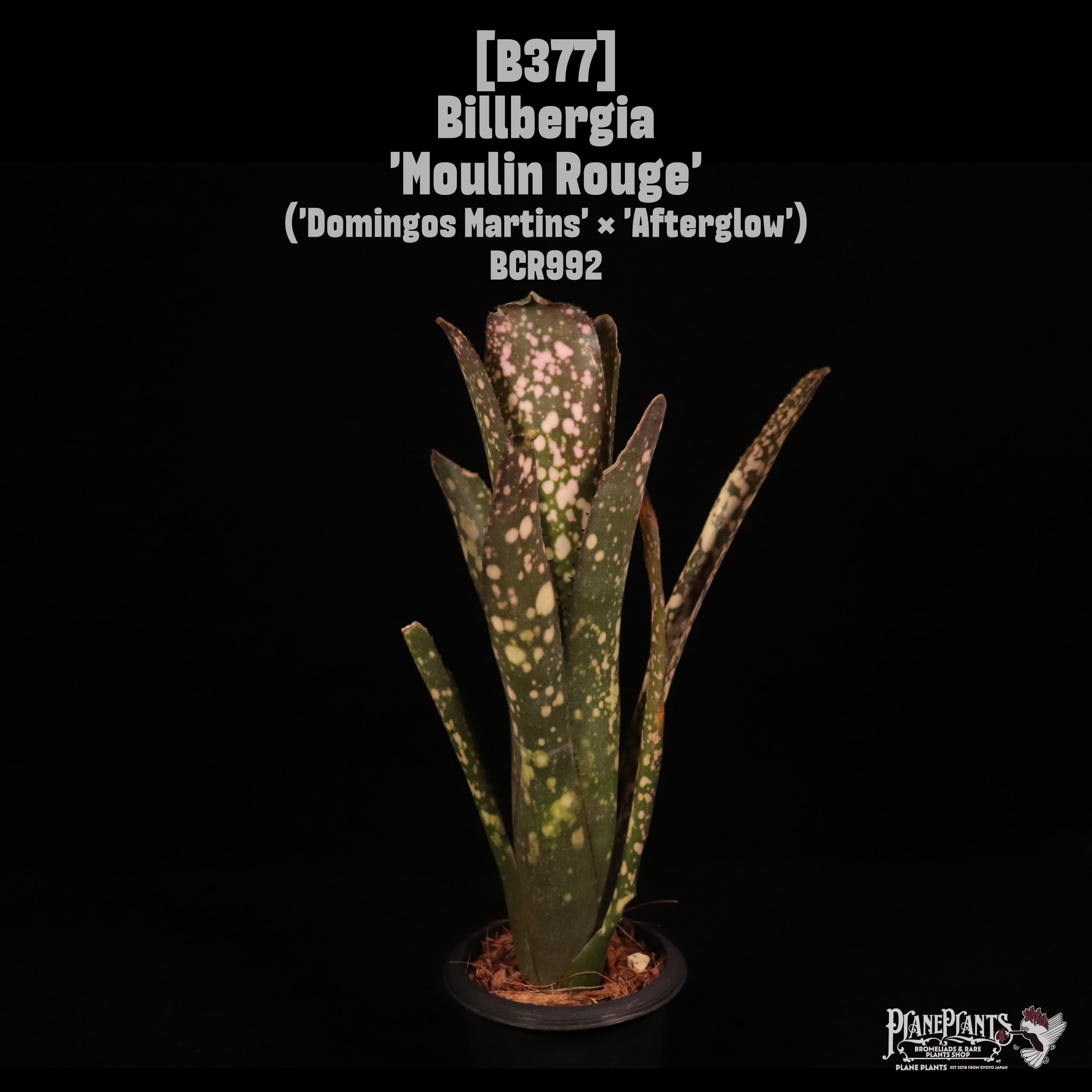 Billbergia | plane plants