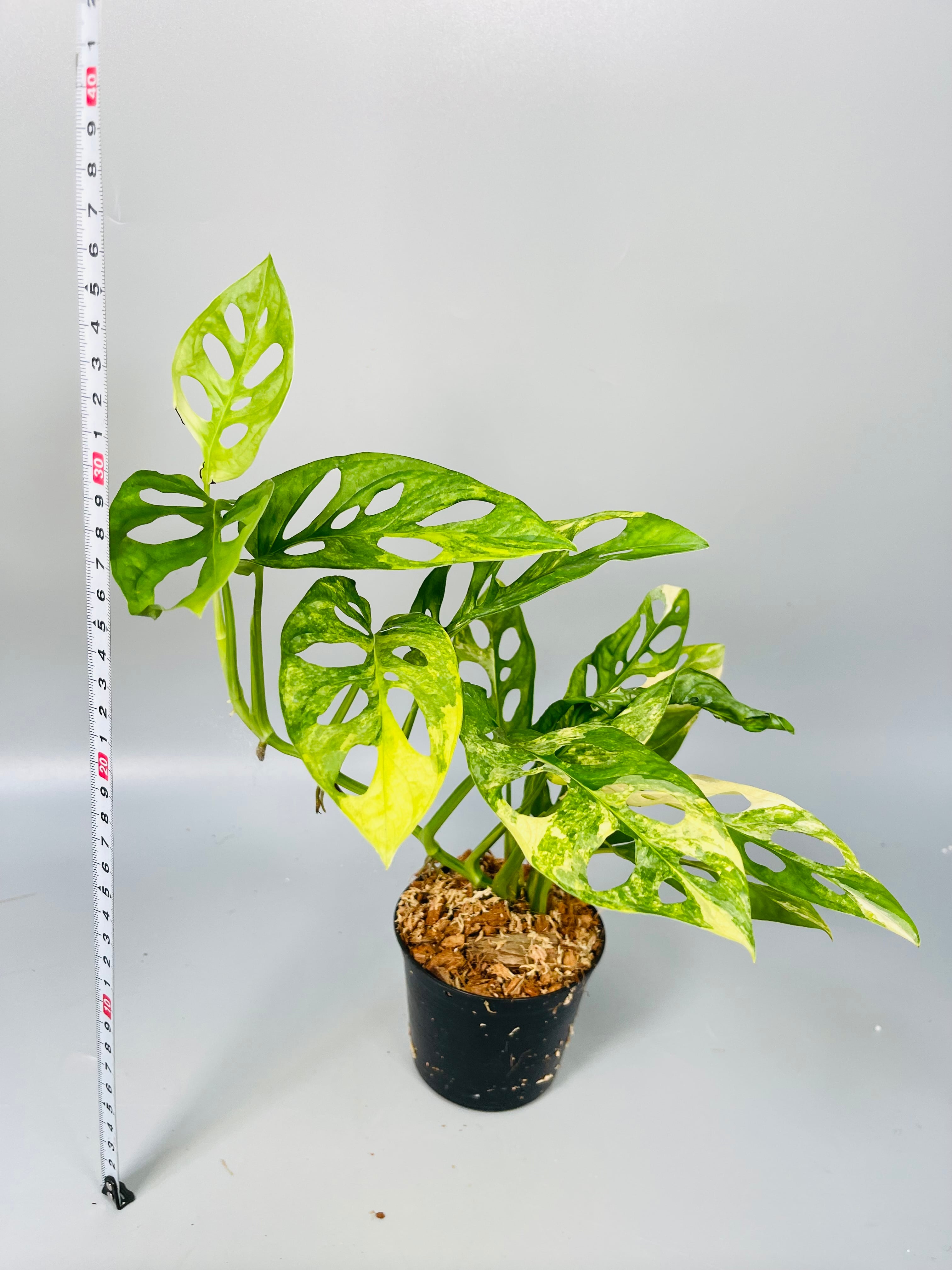 マドカズラハーフマーン斑Monstera adansonii variegata マドカズラハーフマーン斑Monstera adansonii variegata 【公式通販