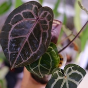 【正規タグ】Anthurium 'Michelle' by DOC BLOCK│アンスリウム・ミシェル②│観葉植物