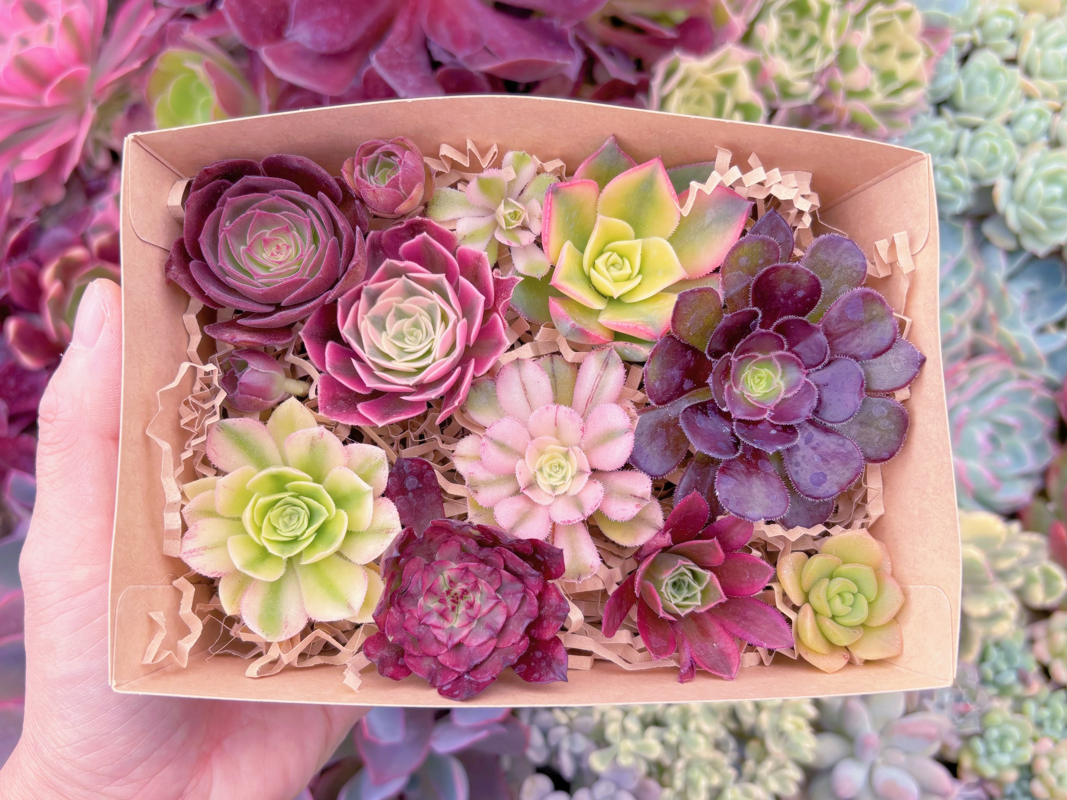 現品　寄せ植えセット#2002　るる農園