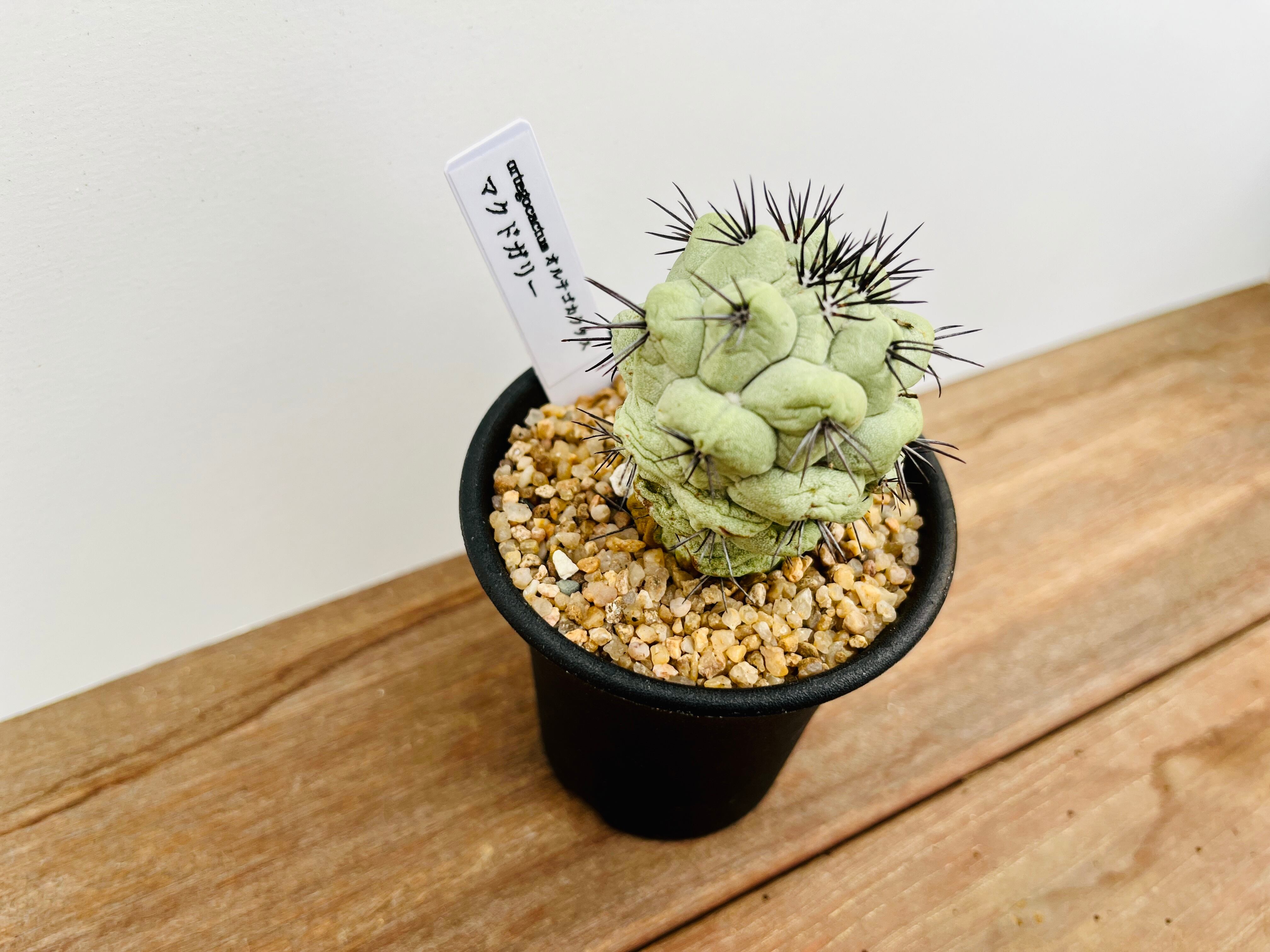 カキコ】オルテゴカクタス マクドガリー／ Ortegocactus macdougallii
