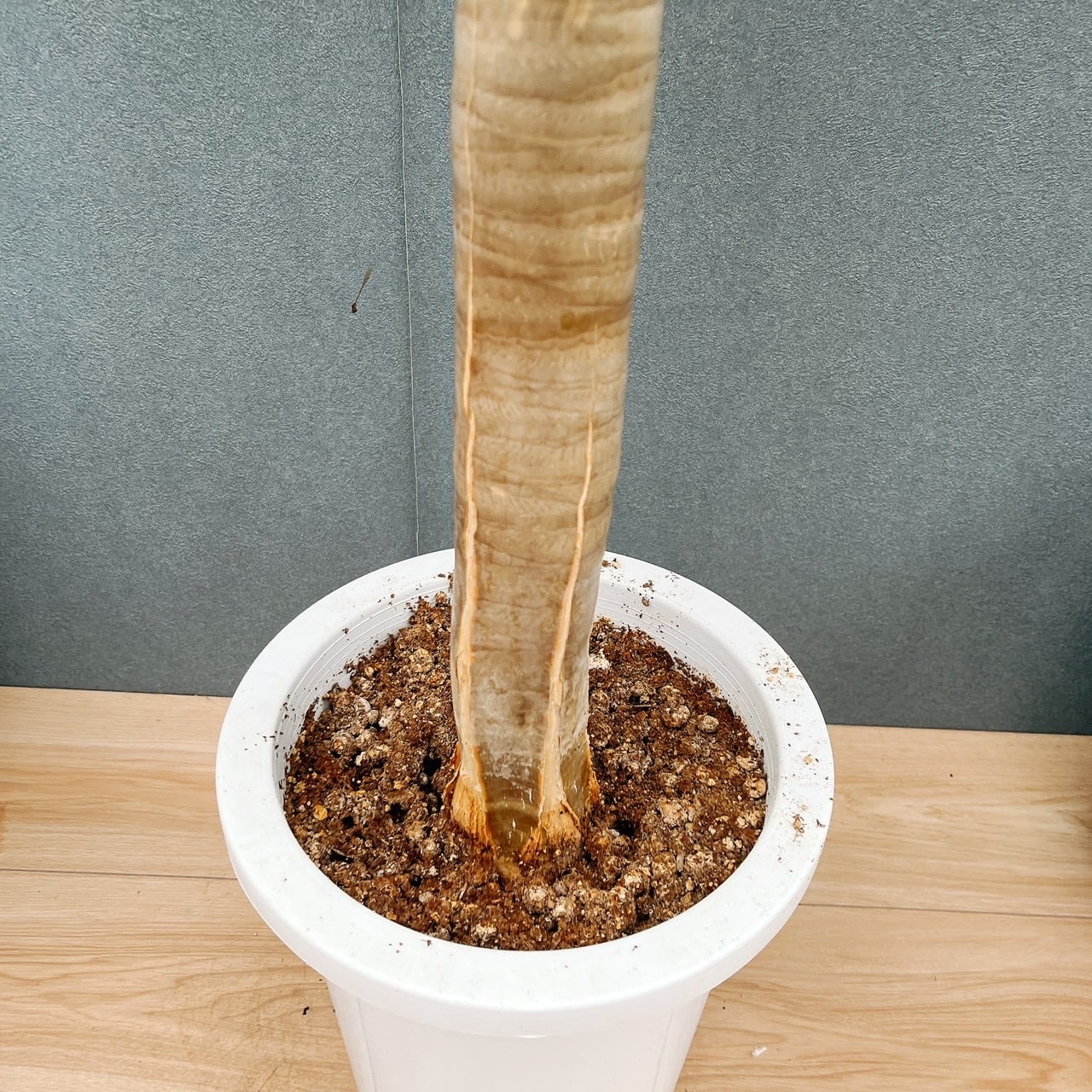 現品］84番 アロエ ディコトマ 8号 観葉植物 室内 屋外 おしゃれ