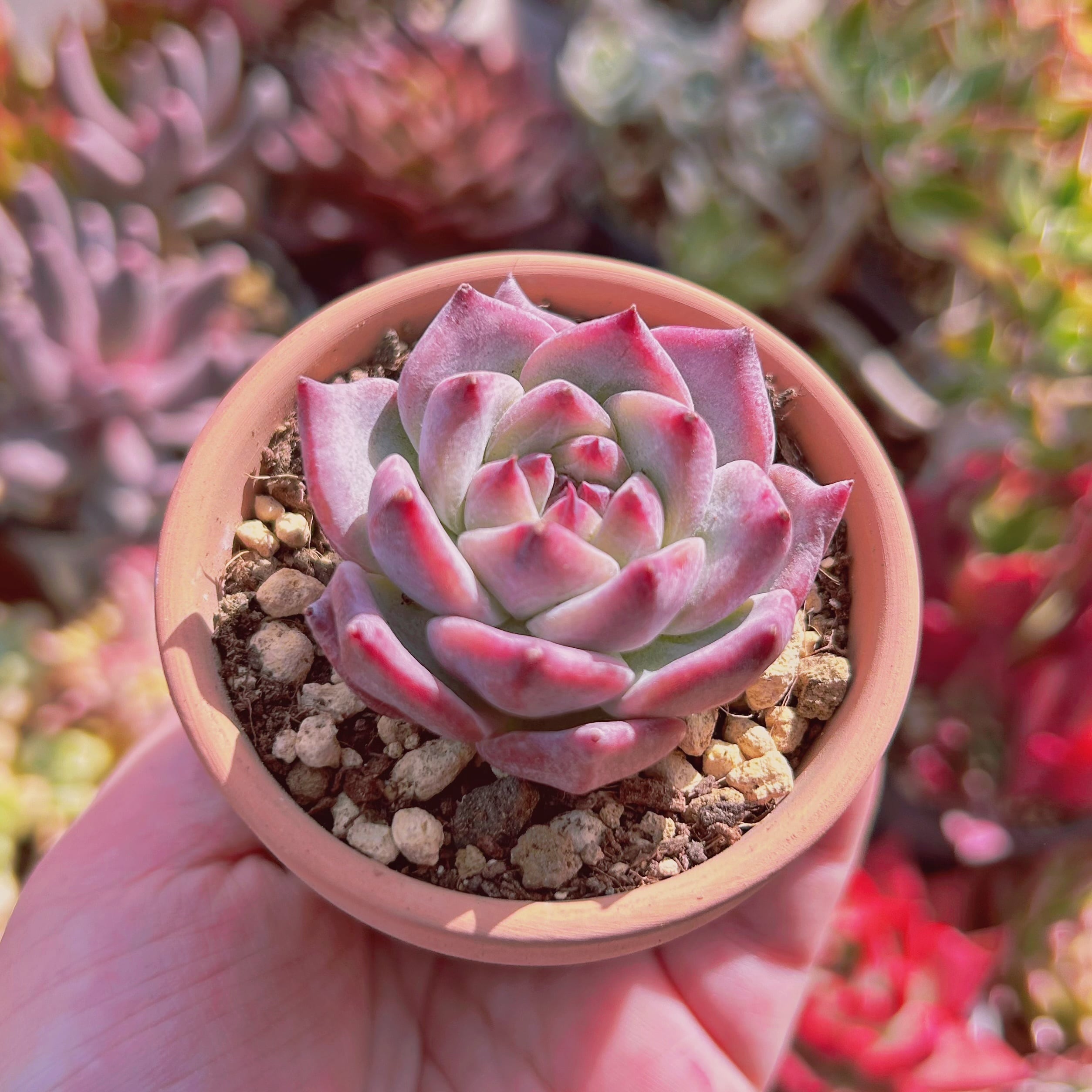 多肉植物 Echeveria ピンクダイヤモンド | るる農園~多肉植物専門