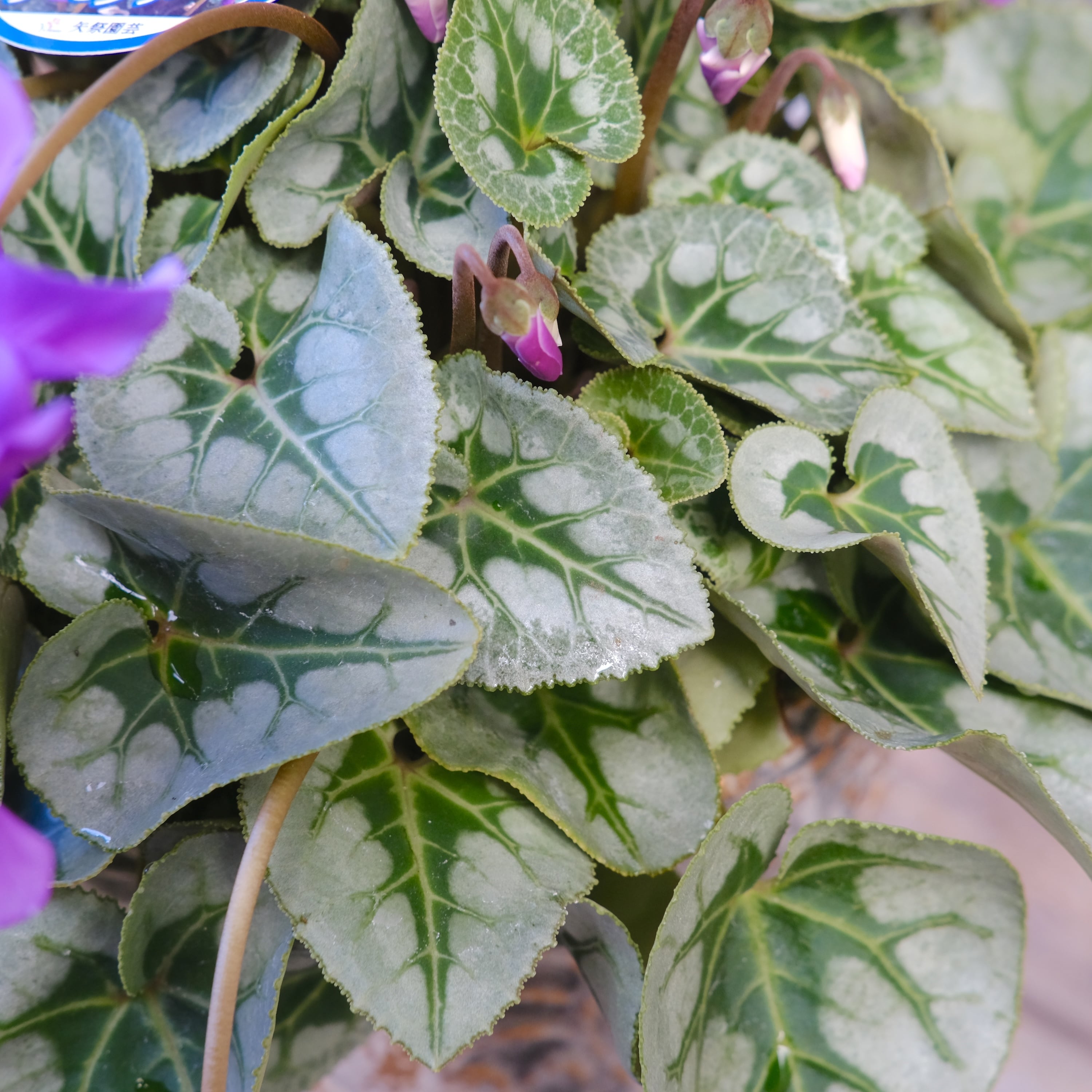 しつけ付き　小千谷縮　グレー　葉 しつけ付き 小千谷縮 グレー 葉 しつけ付き 小千谷縮 グレー 葉