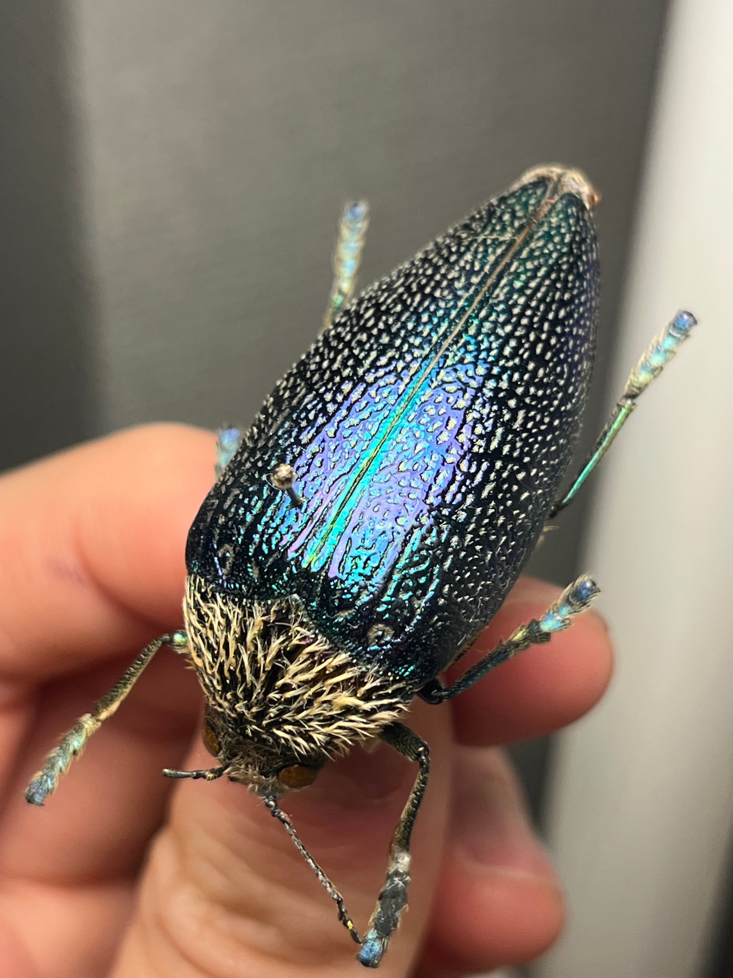 25mm】アカモンアラメムカシタマムシ ロエイ アラモンアラメムカシ