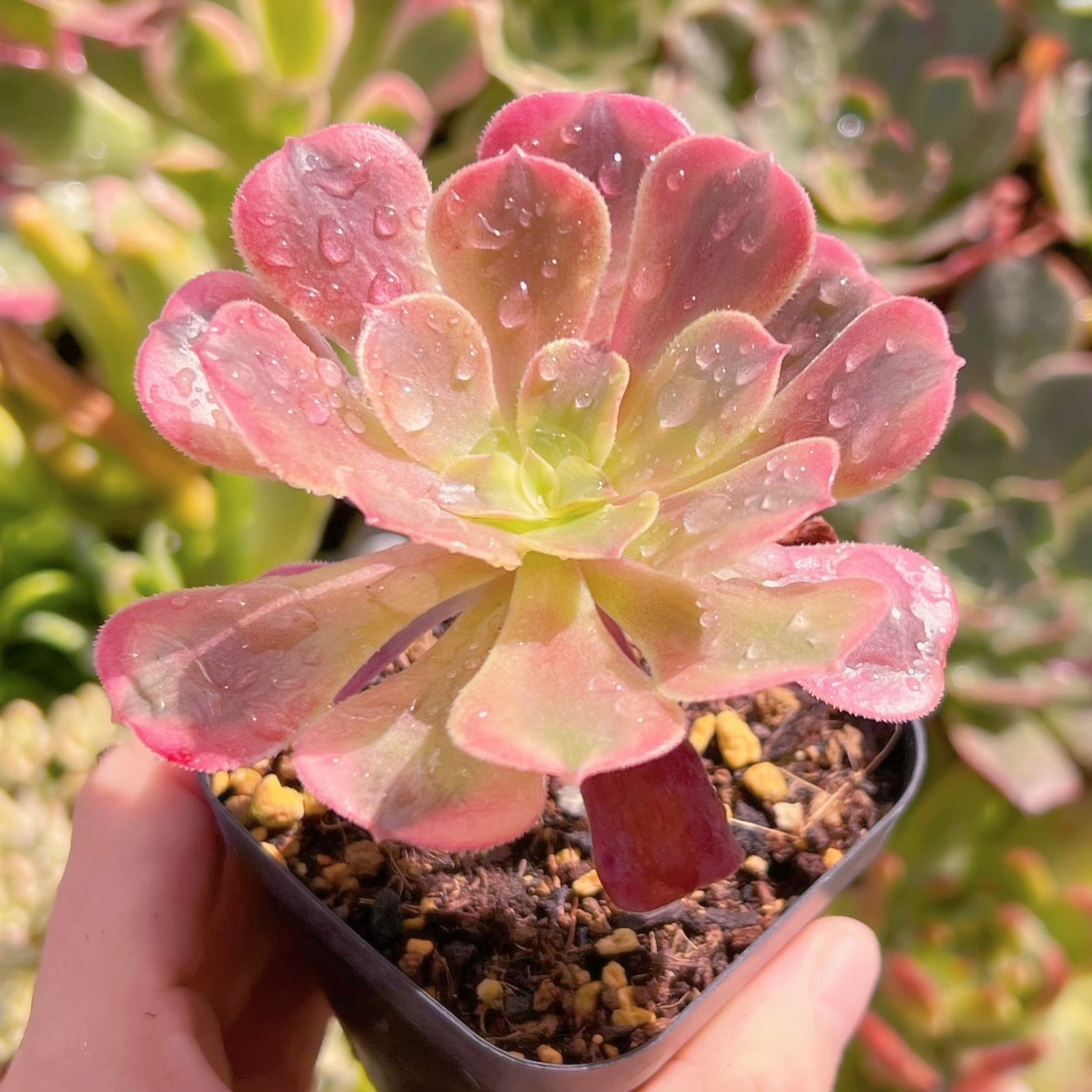 現物　ハロウィン白錦#671   古株　るる農園