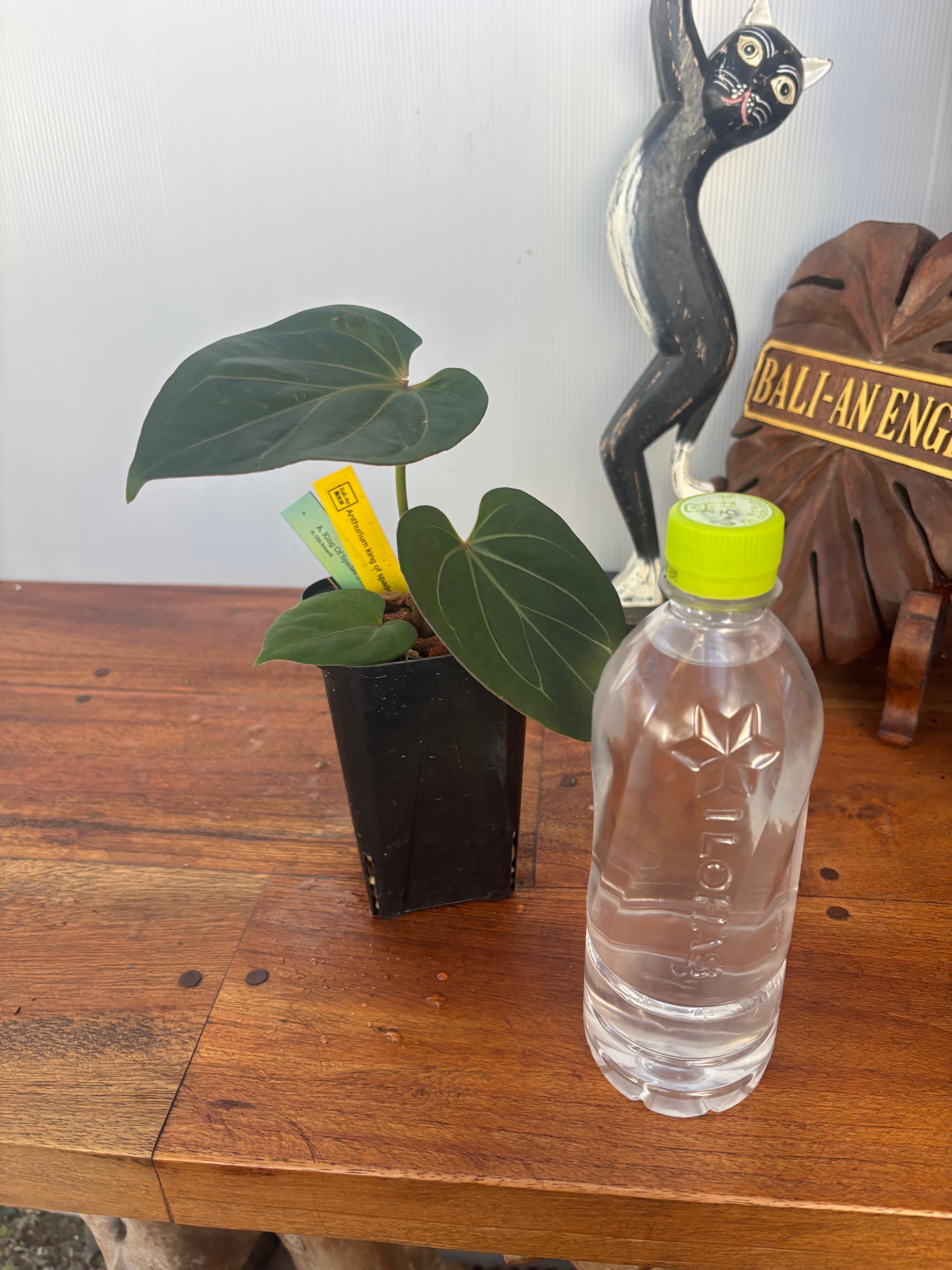 Anthurium | BA PLants