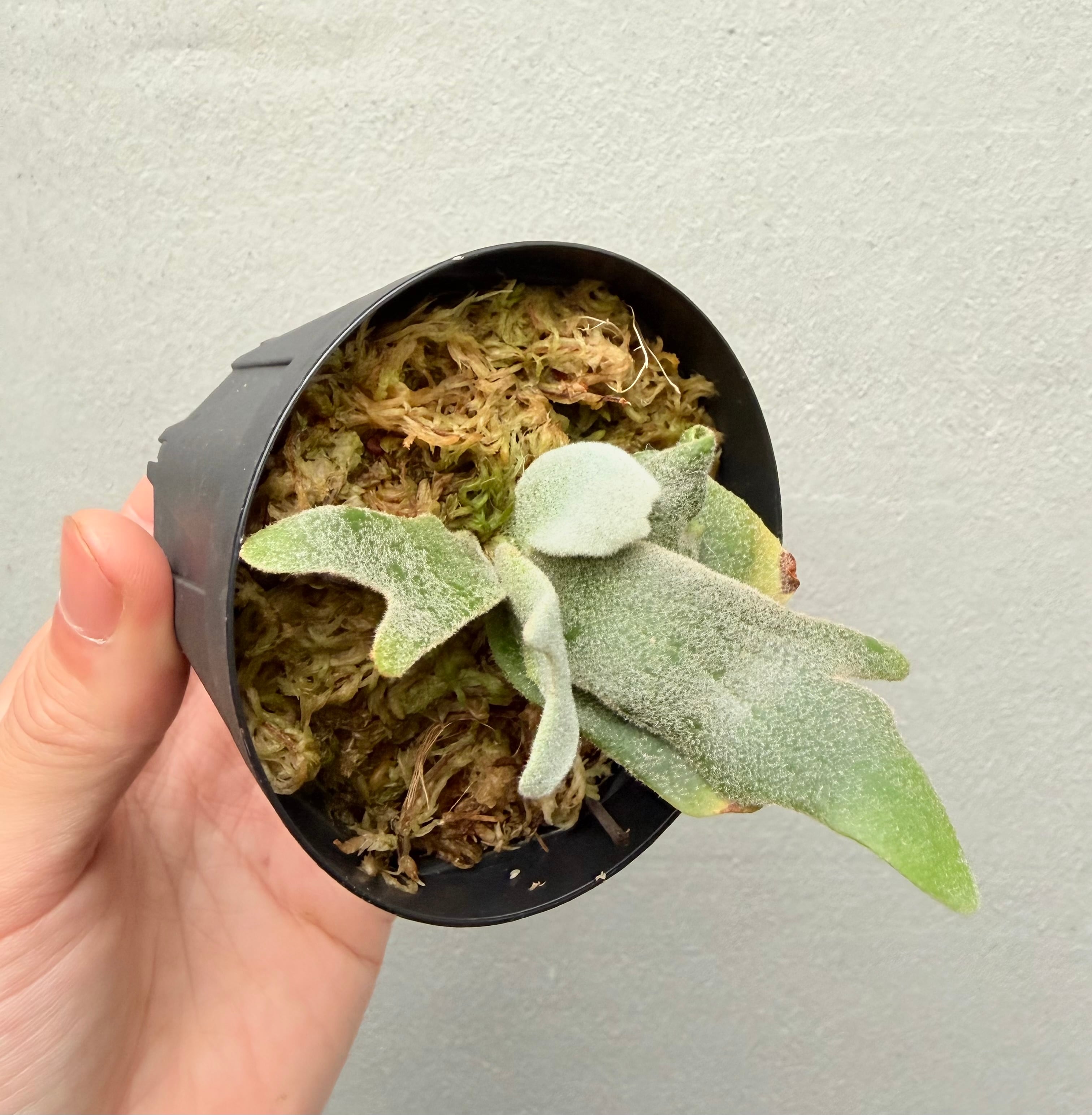 c) P. willinckii 'Snow Elf'× P. Willinckii 'Daily queen' spore