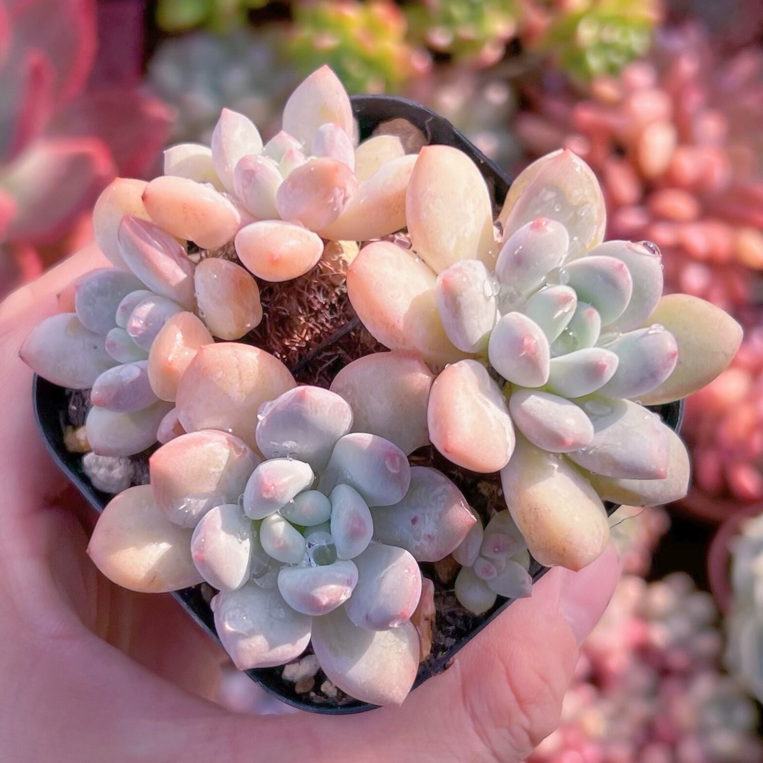 現品　ピンクエッグ#611    古株   るる農園