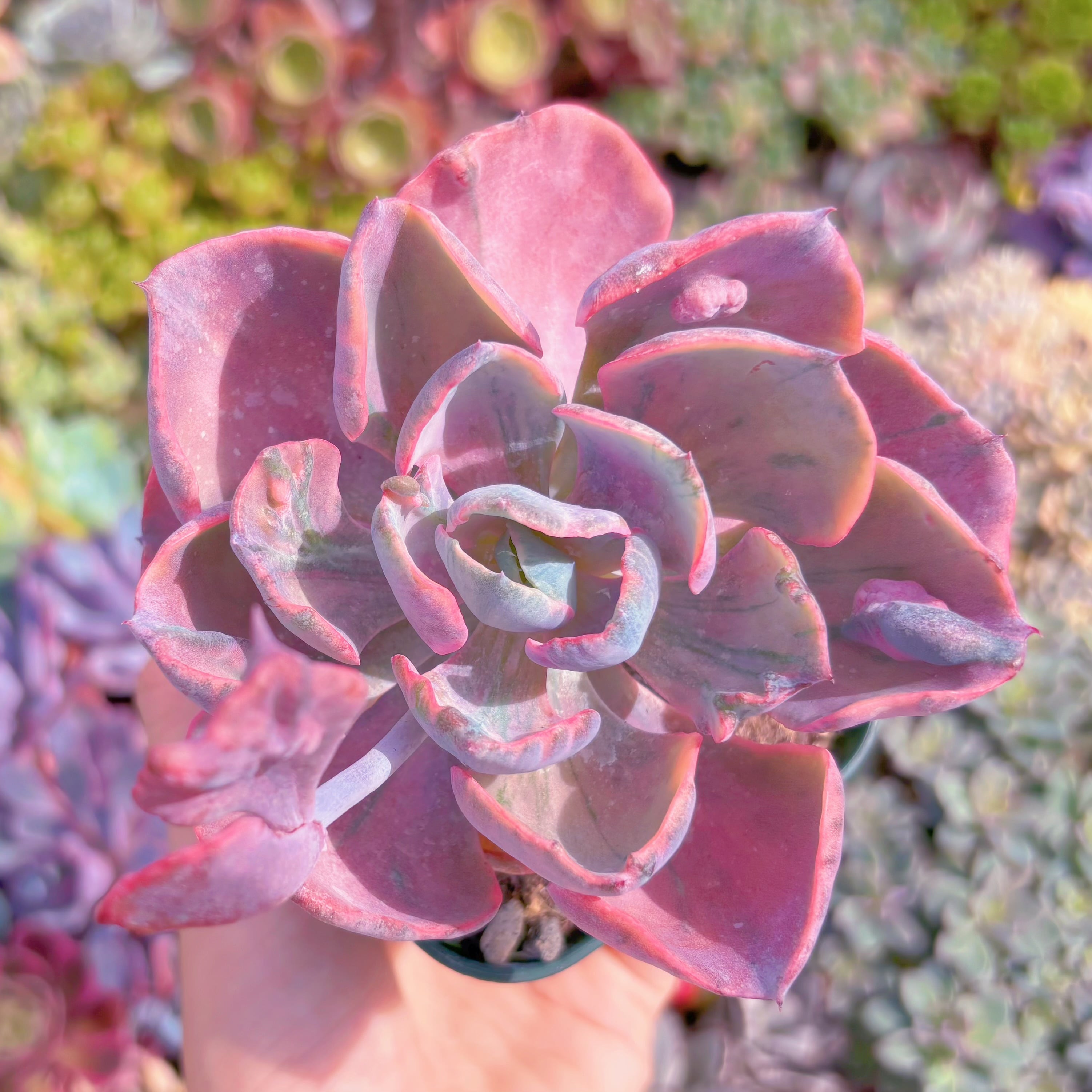 現品　ビヨンセ錦#B14　るる農園