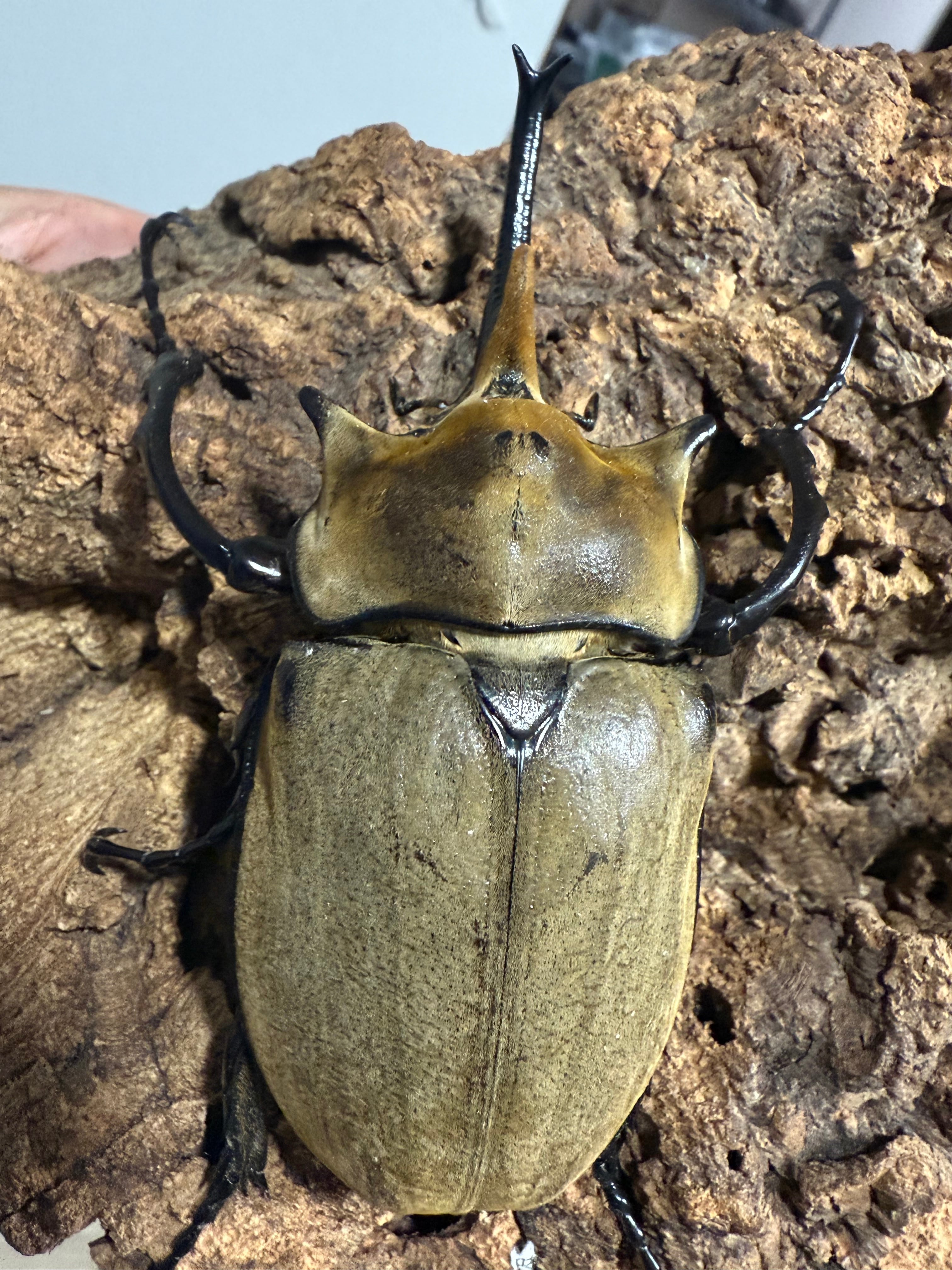 ⑥【3匹で5000円！】エレファスゾウカブトムシ ♂♀♀爆産トリオ 今季最終！早い者勝ち 即ブリ《エレファスゾウカブト 114mm B品ペア》 | KPW BASE店