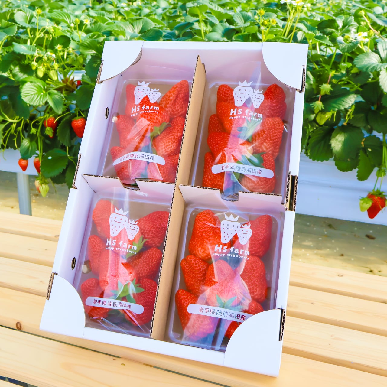 採れたていちご 2kg詰め 250g×4パック×2箱 | Hsfarm 直売所