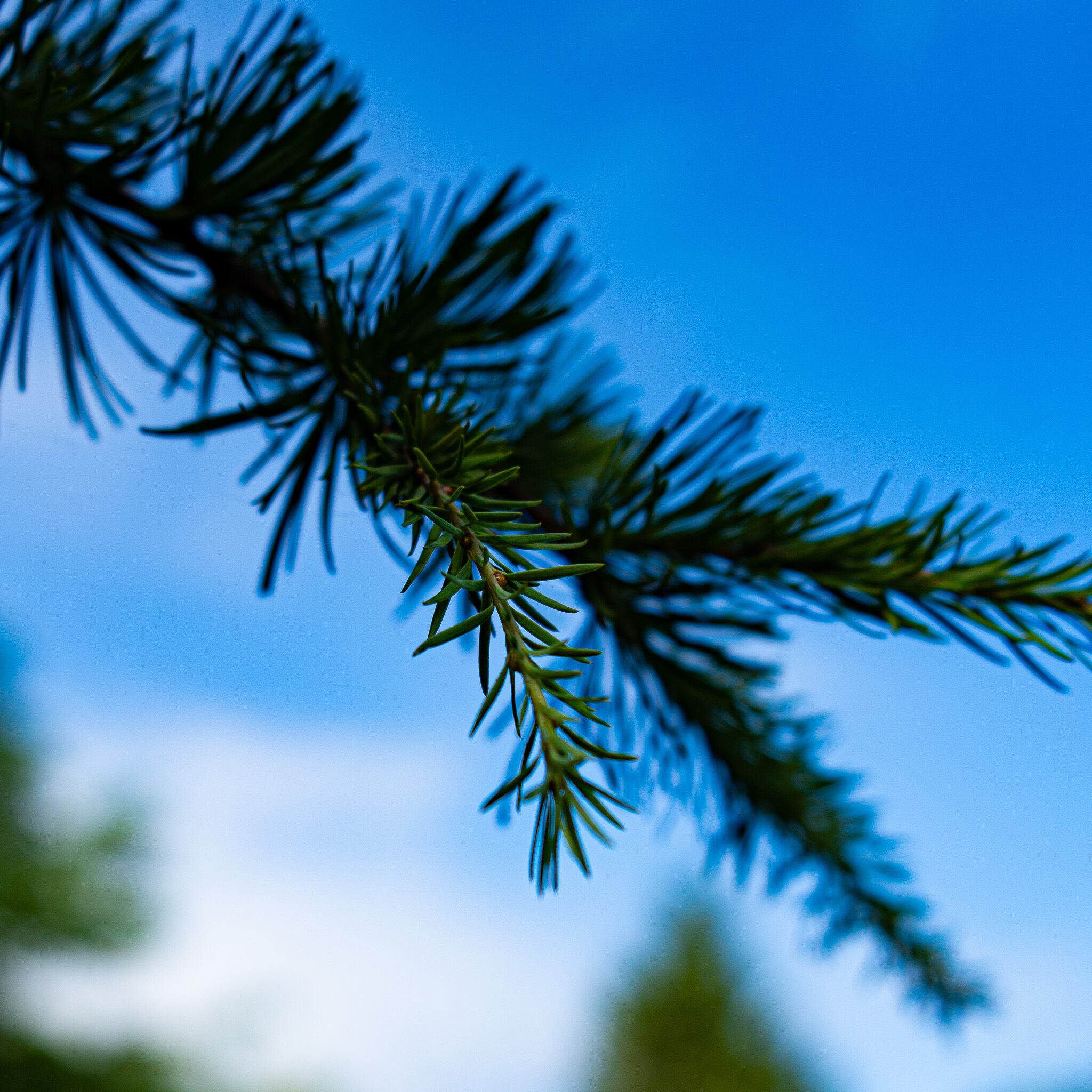 todomatsu soap（自然派食器石けん）