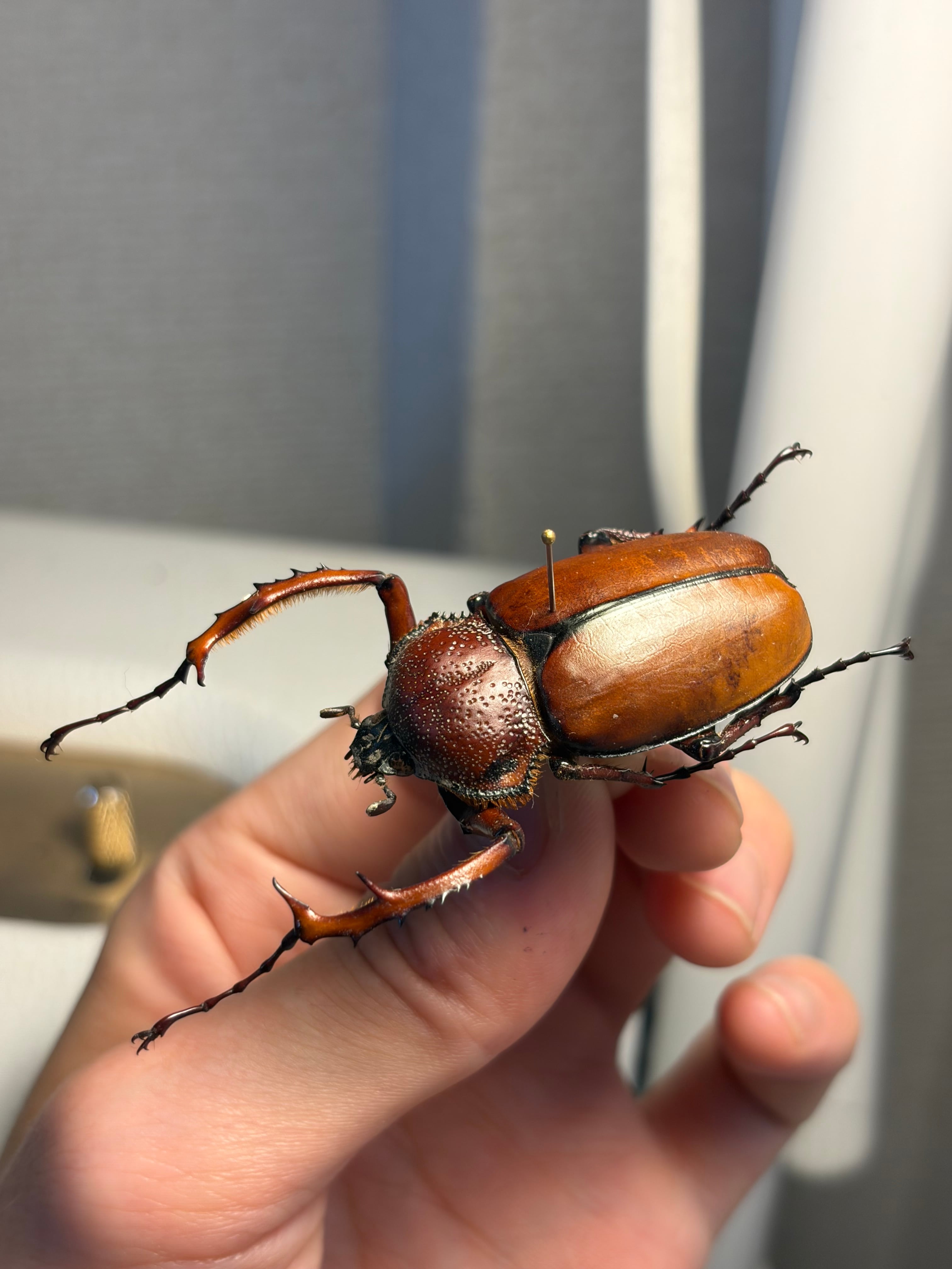 WC43mm】ダビディヒメテナガコガネ 標本 テナガカミキリ 昆虫標本 甲虫