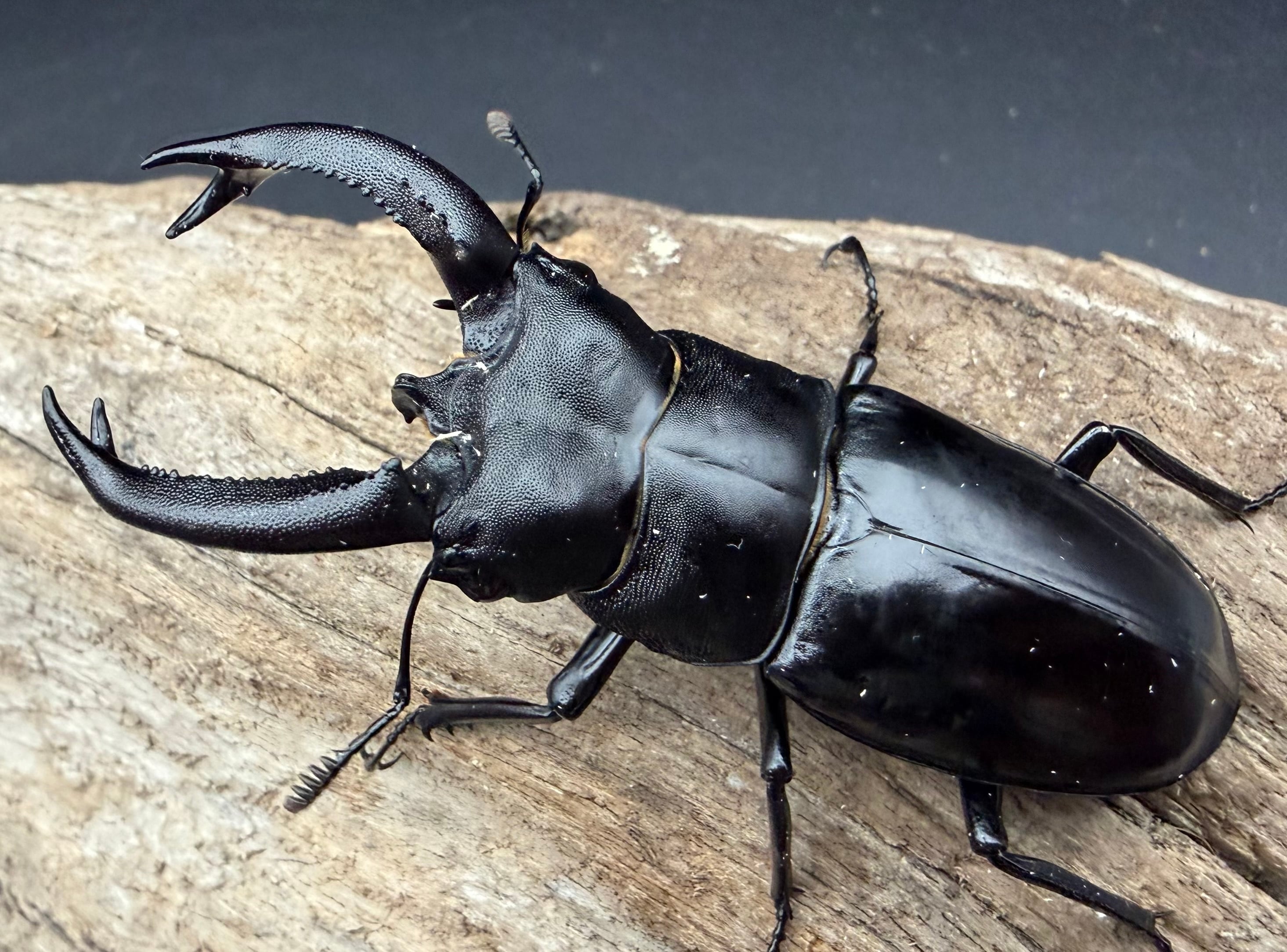 WD】《ブケットフタマタクワガタ 71mm ペア》 | KPW公式オンラインショップ