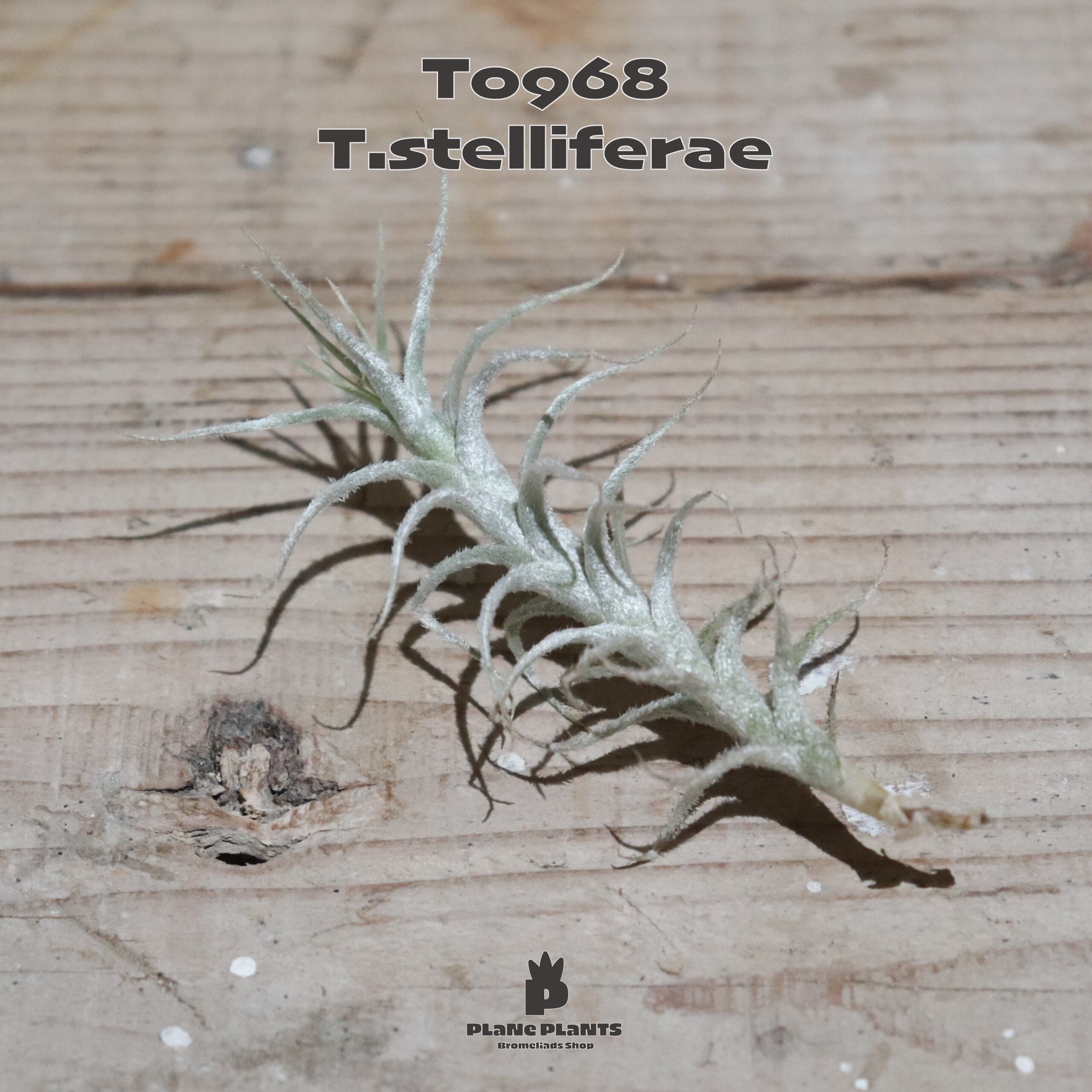 【送料無料】ステリフェラ〔エアプランツ〕現品発送T0968