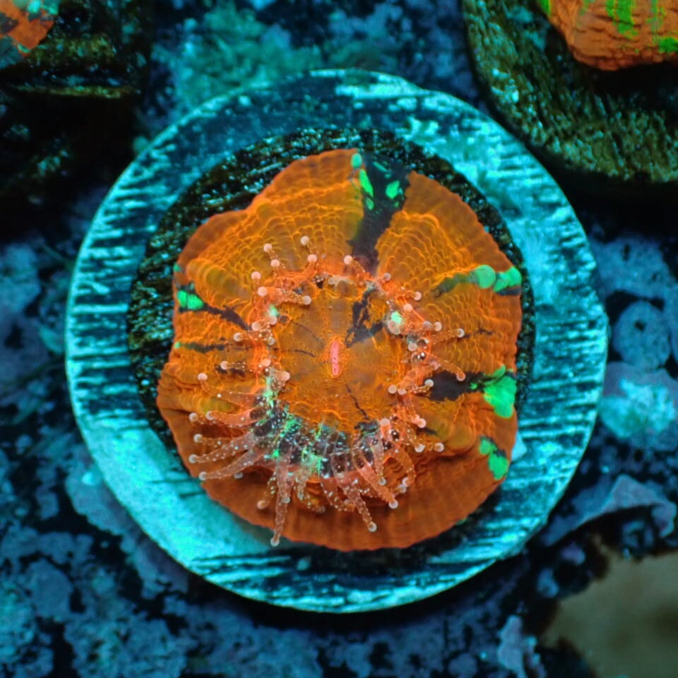 フジノスパイラル 1L 【元祖スパイラルろ材】正規品 | HOUSE REEF