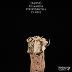 【送料無料】streptophylla S〔エアプランツ〕現品発送T4957