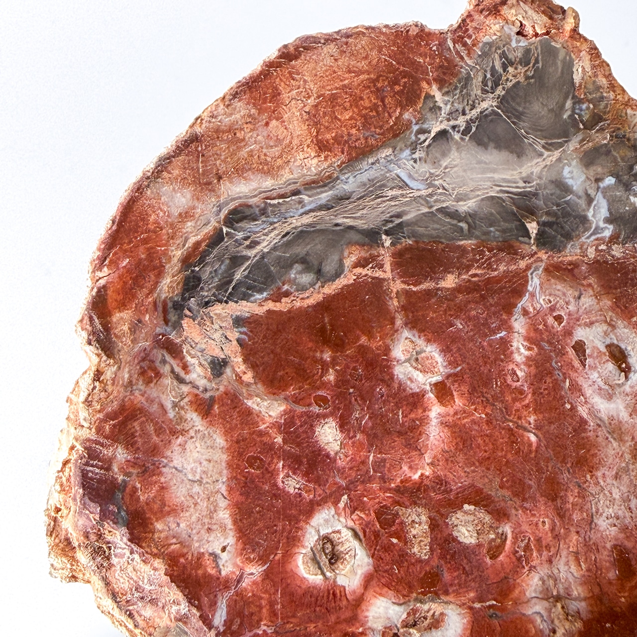 ペトリファイドウッド（珪化木）スラブ ＊ Petrified Wood ＊ 天然石