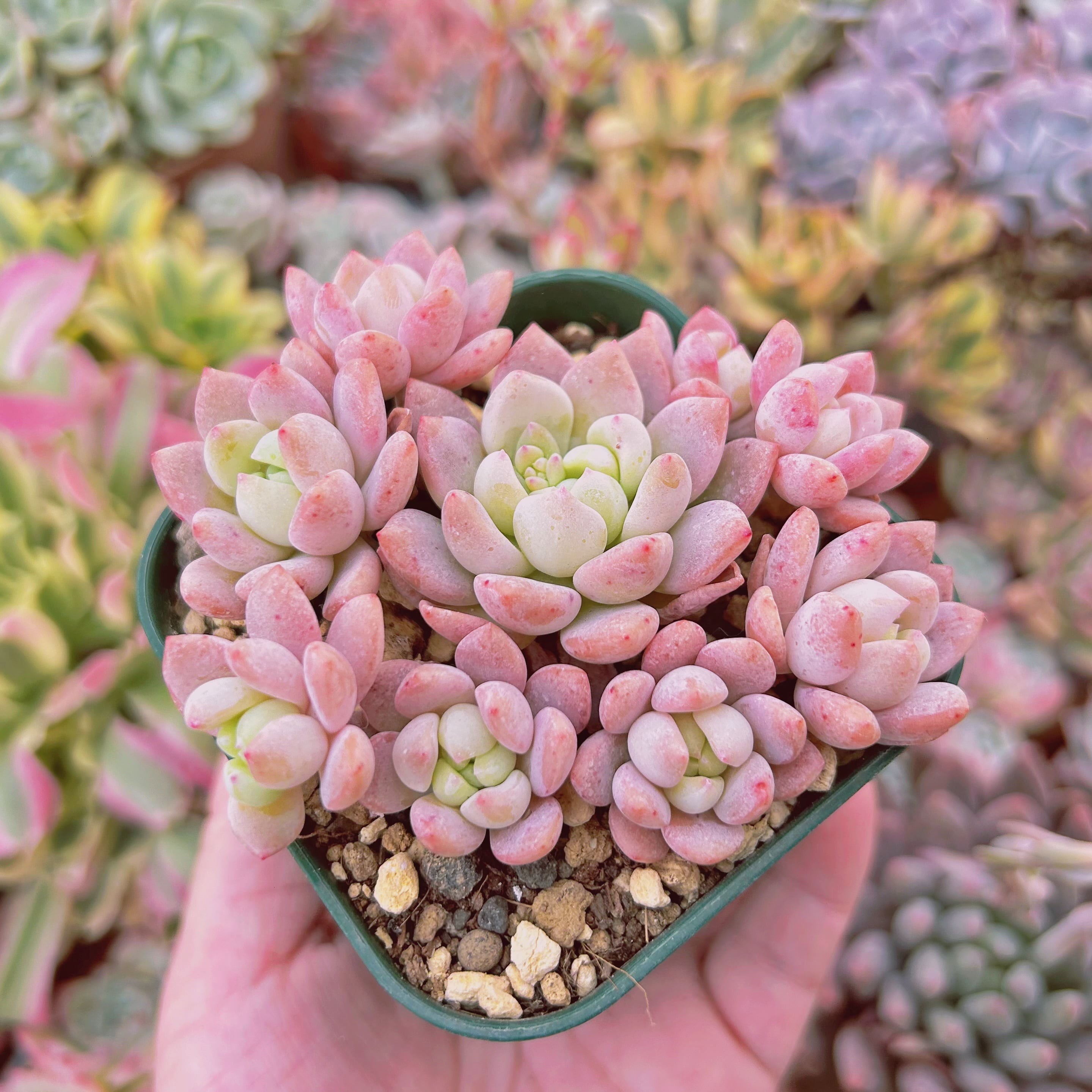 020現物 多肉植物 千本桜 | るる農園~多肉植物専門