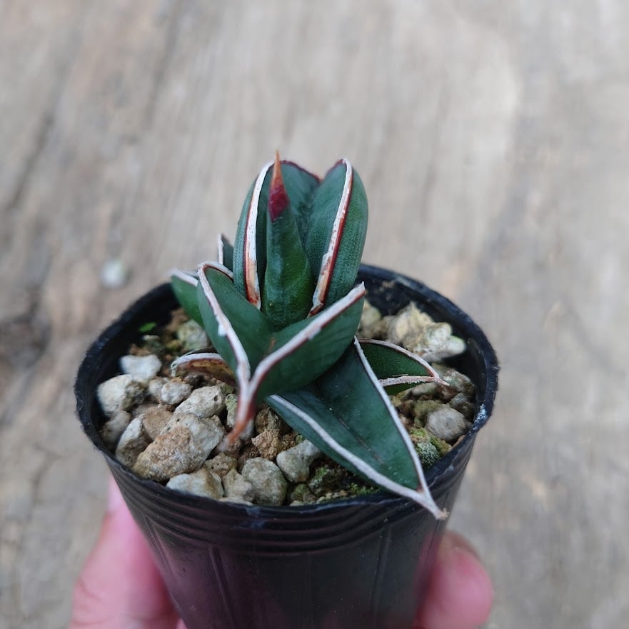 Sansevieria rorida サンスベリア ロリダ 6 | 多肉植物ハオルチア