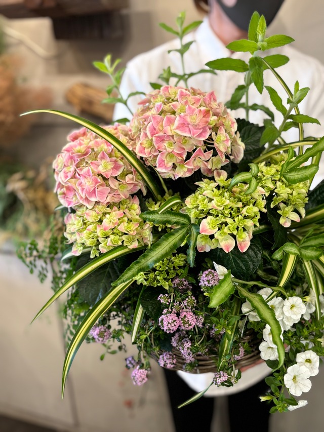 紫陽花の贈り物〜花束の様な寄植え〜}