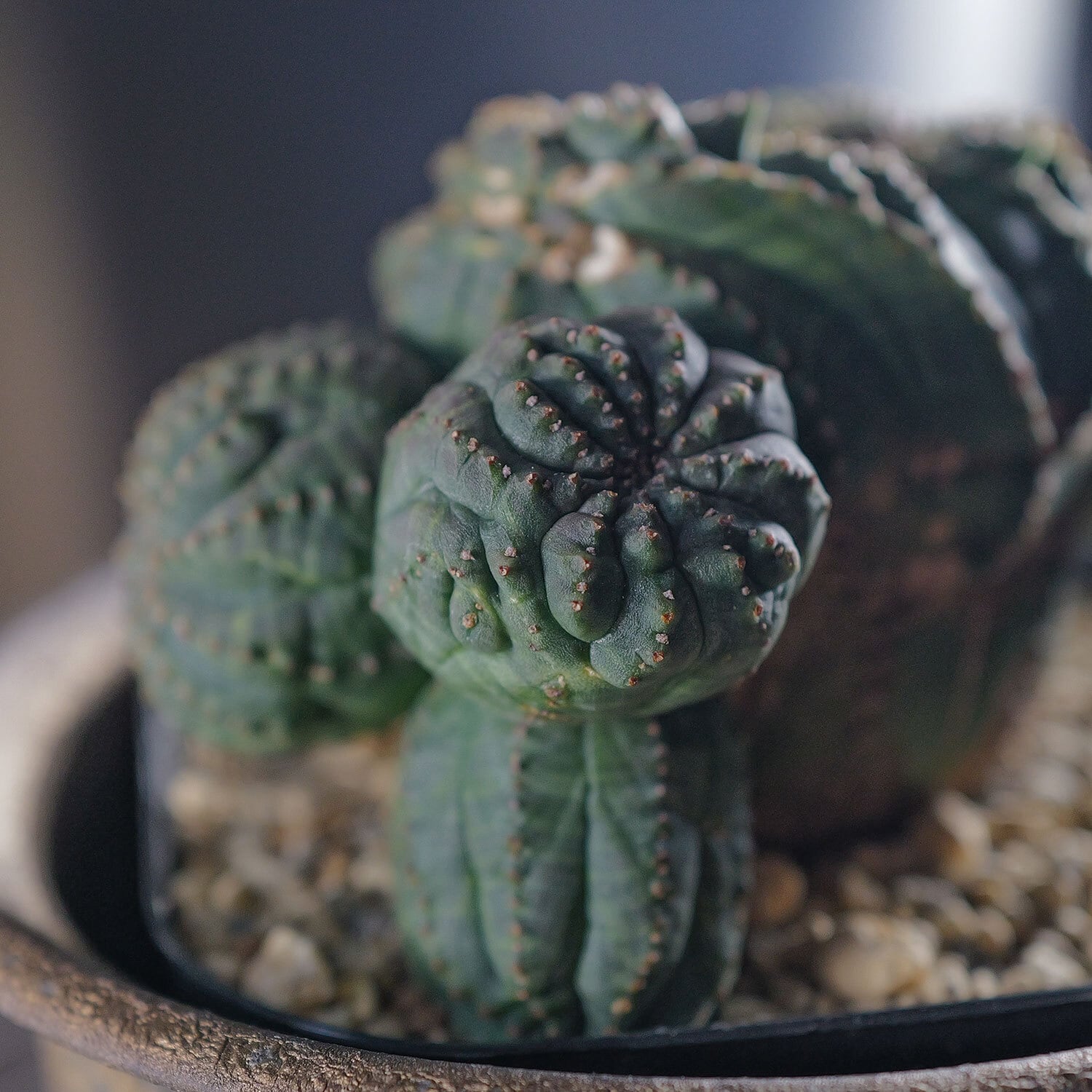 超厳選株】大株 最大幅約9.6cm 仔吹き 円扇綴化 オベサ