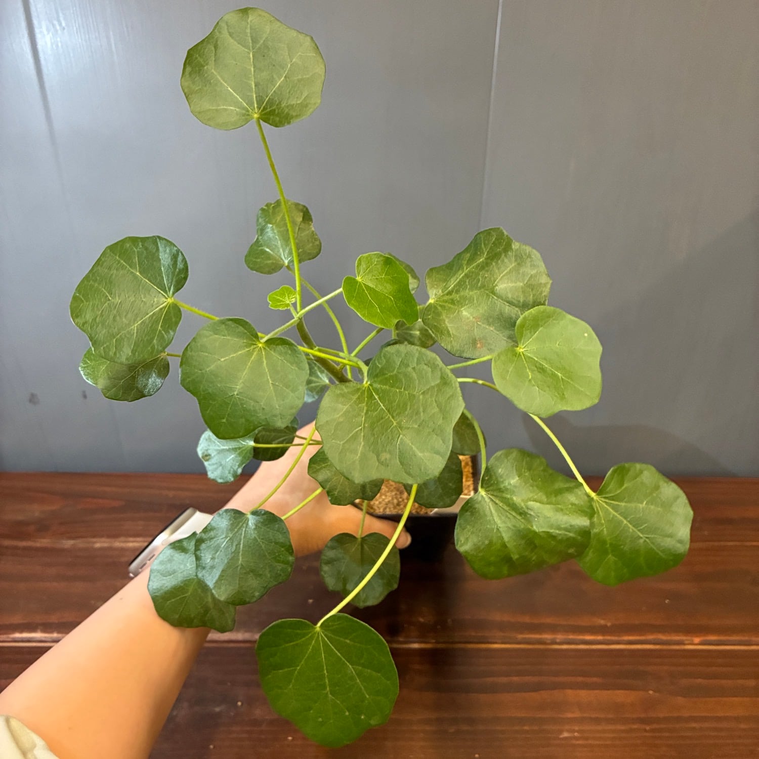 新着3日限定10%OFF】ヤトロファ コンザッティ【223】 | PROTOLEAF