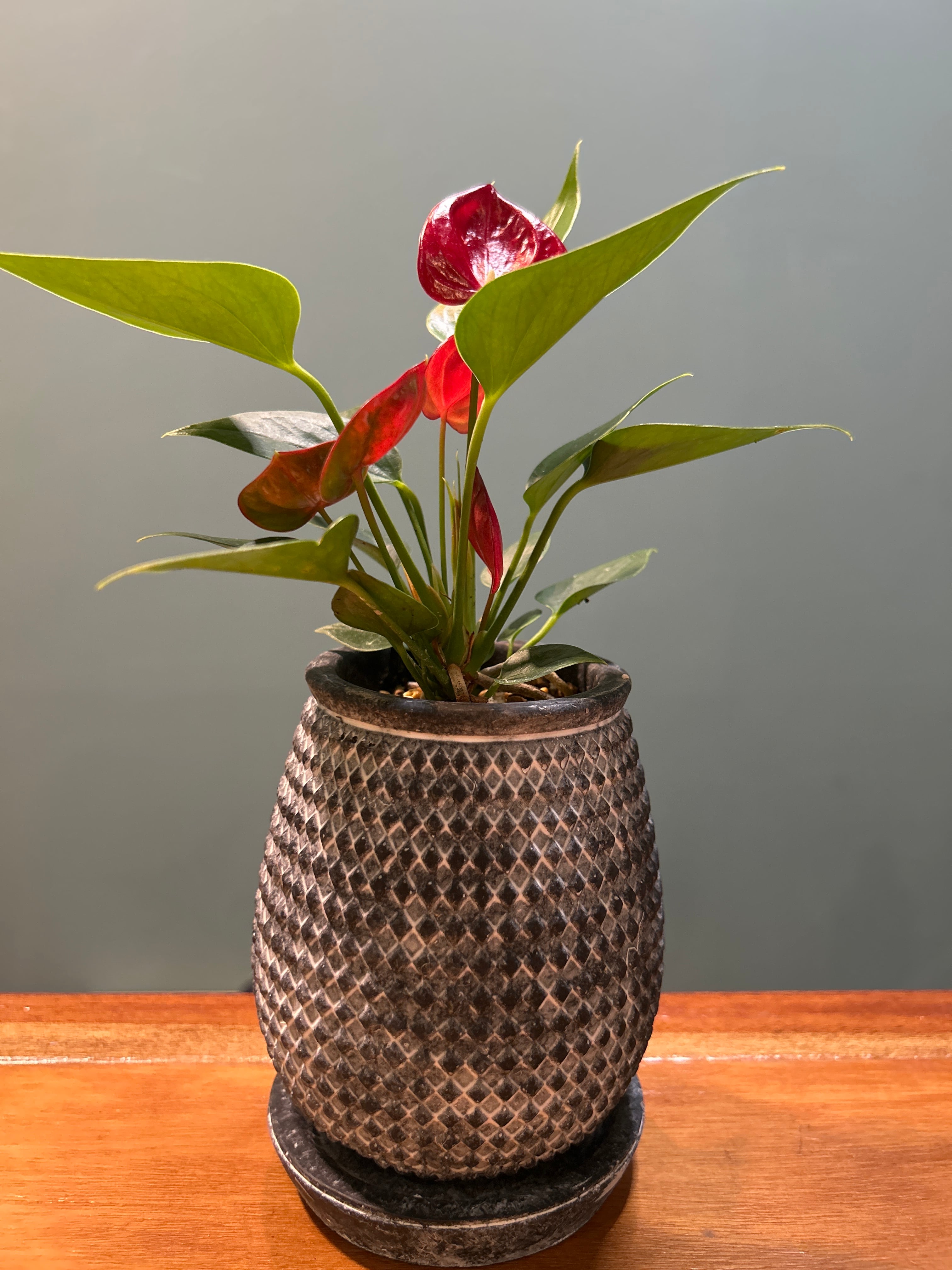 植物スタンド VONA CROSS STAND Mサイズ | 植物との暮らし apricot