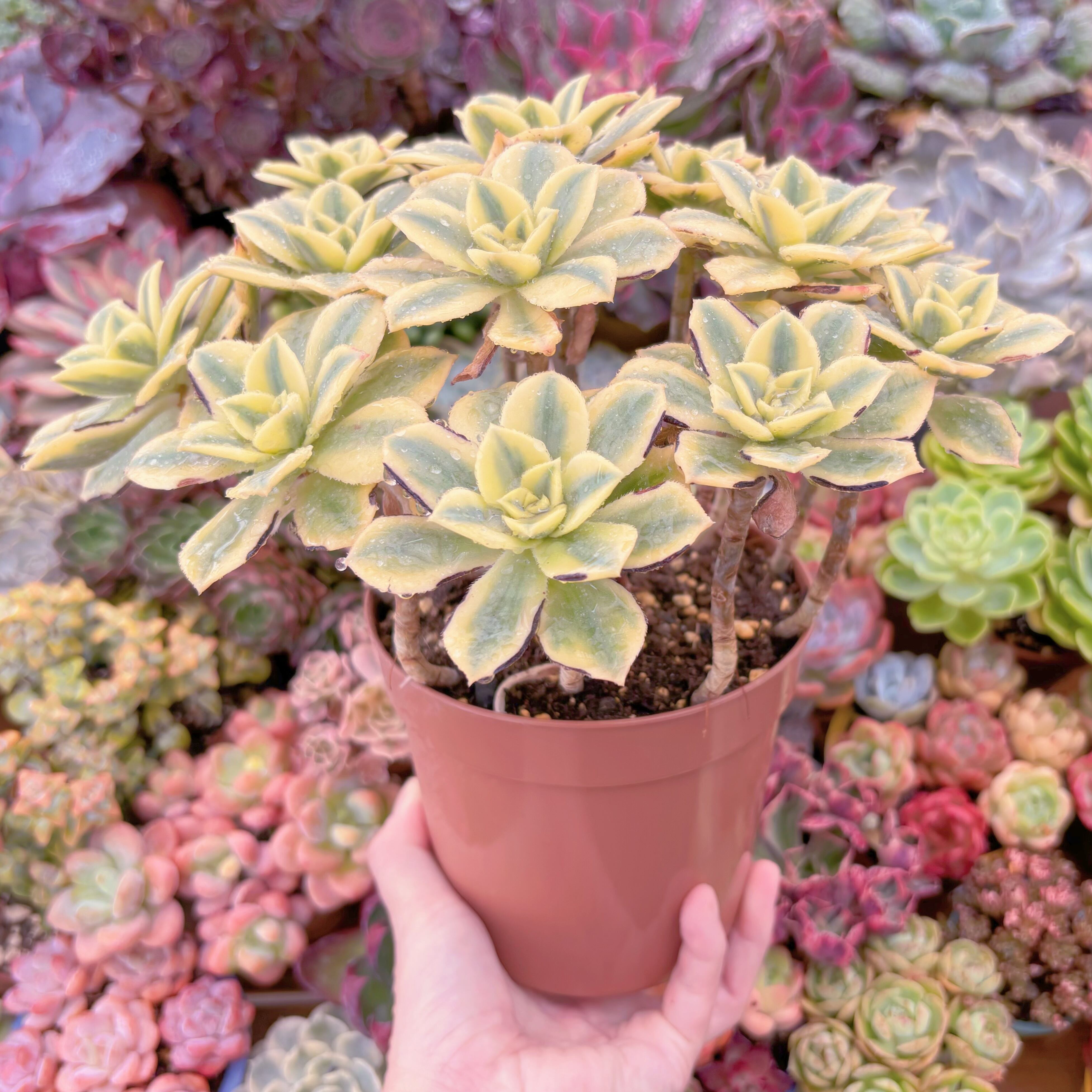 現品 サンバースト#343 特大群生 新入荷 るる農園 | るる農園~多肉植物専門