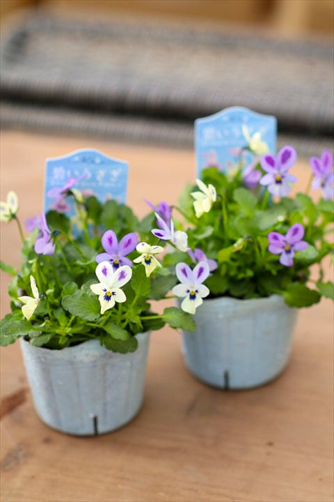 碧いうさぎ 2ポットセット！ | オニ通