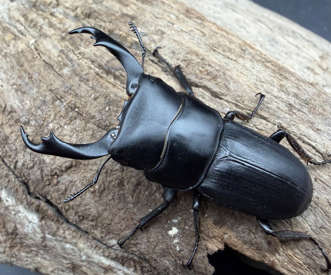 【WD】《ハンステインヒラタ原名亜種 45.5mm ペア》