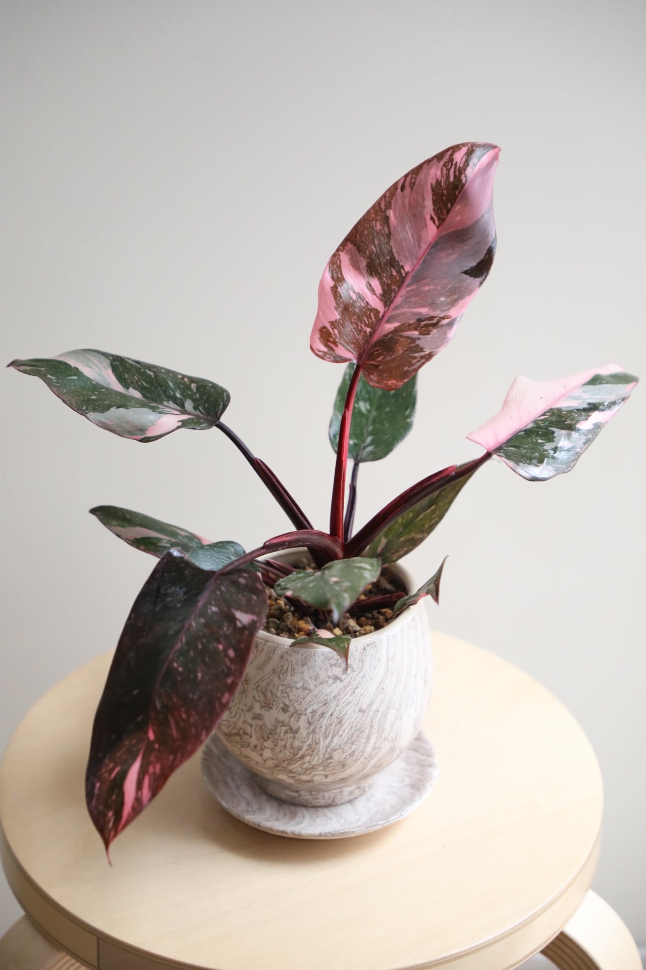 M】フィロデンドロン ピンクプリンセス/Philodendron Pink Princess